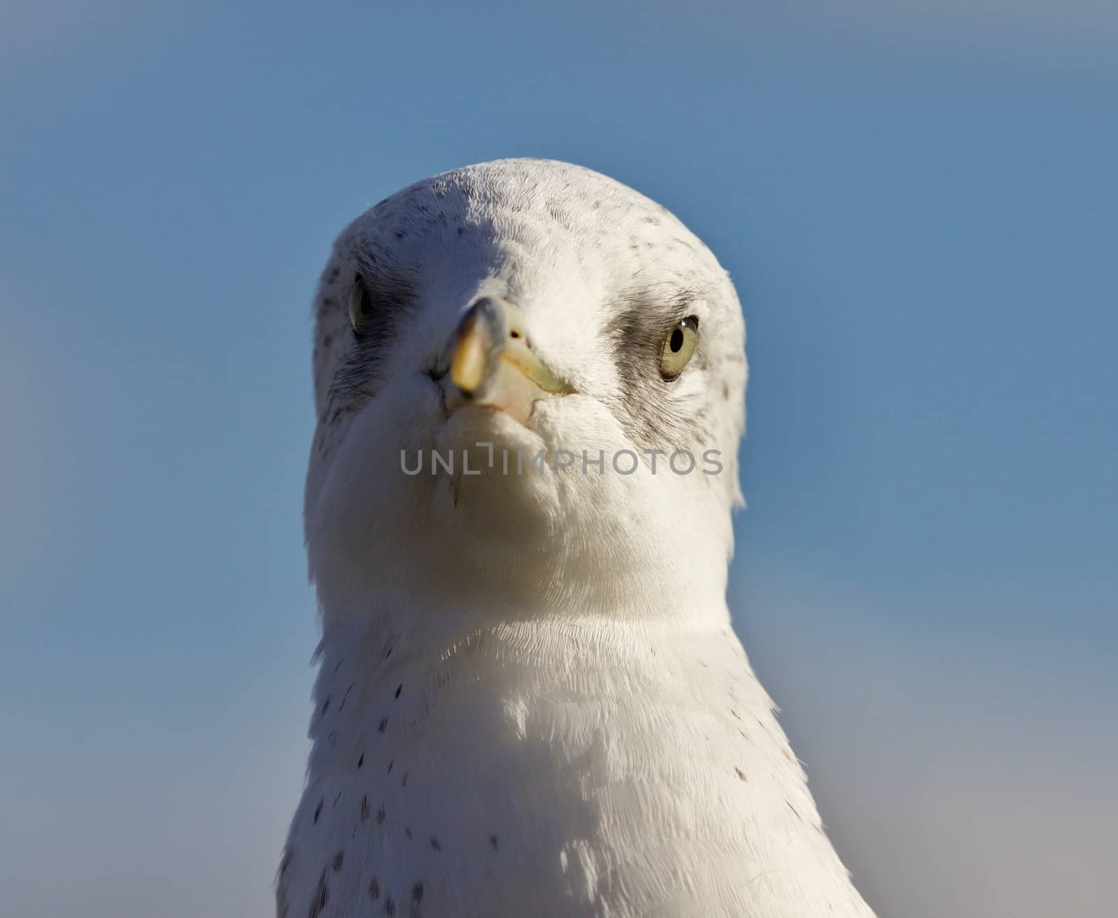 Isolated photo of a funny cute gull by teo