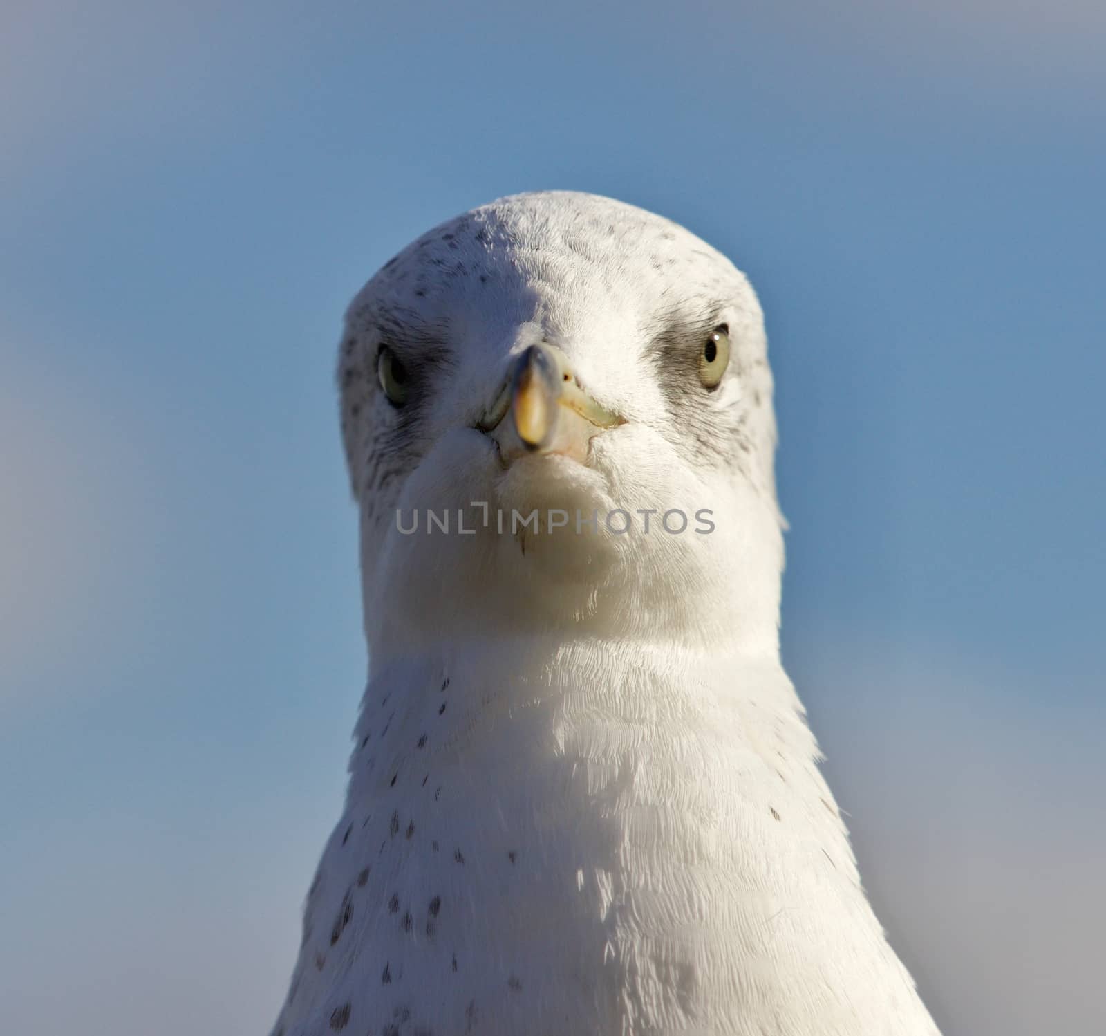 Hillarious isolated photo of a gull by teo
