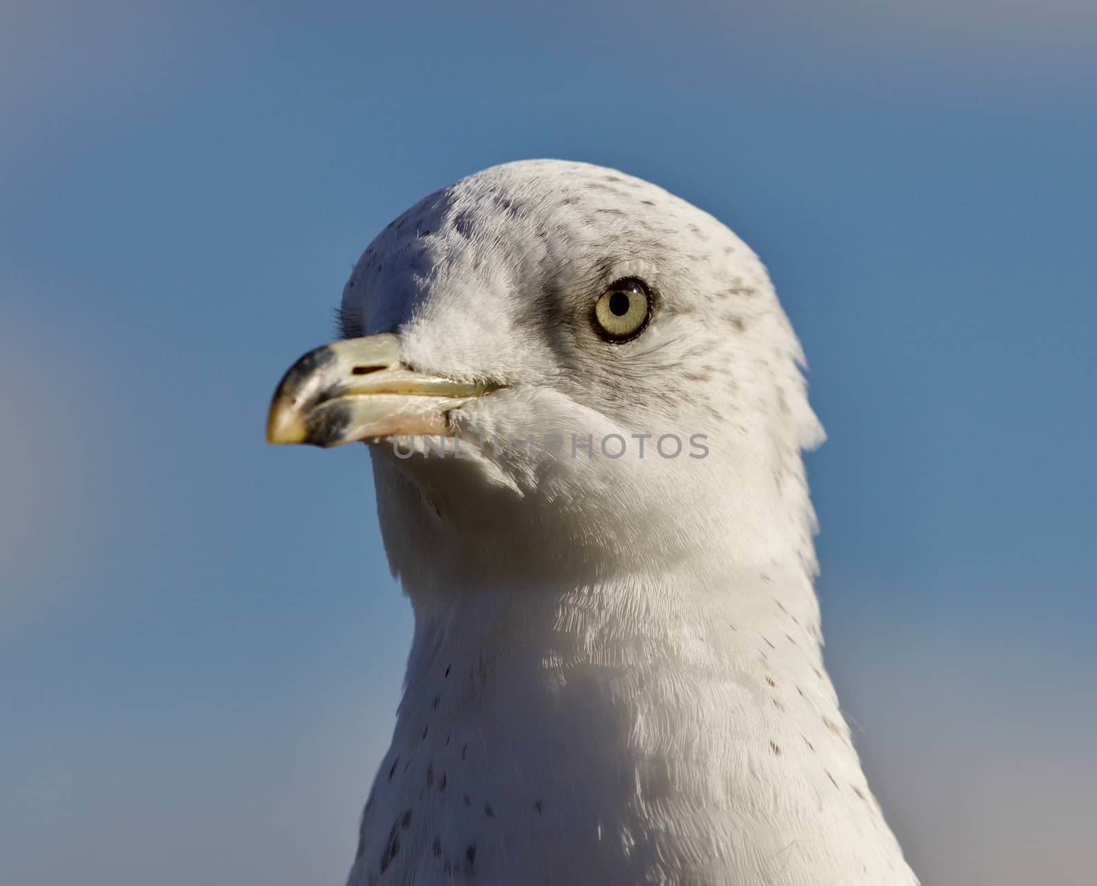 Beautiful isolated picture with a cute funny gull by teo