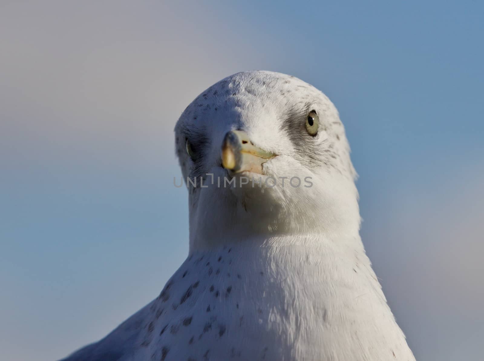 Amazing isolated photo of a cute gull