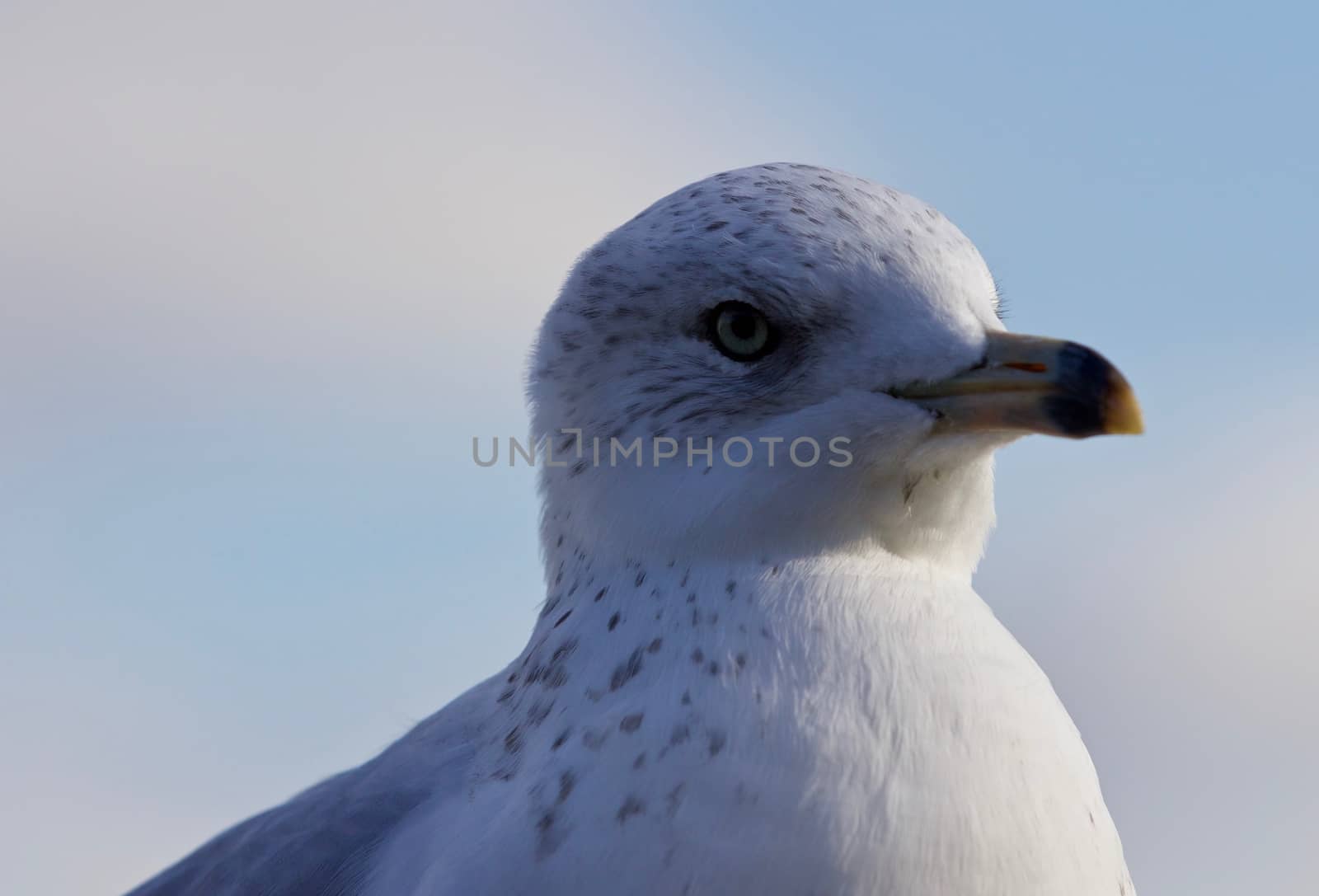 Amazing isolated photo of a cute gull