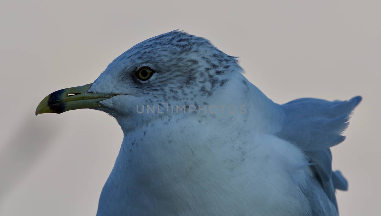 Amazing isolated photo of a cute gull