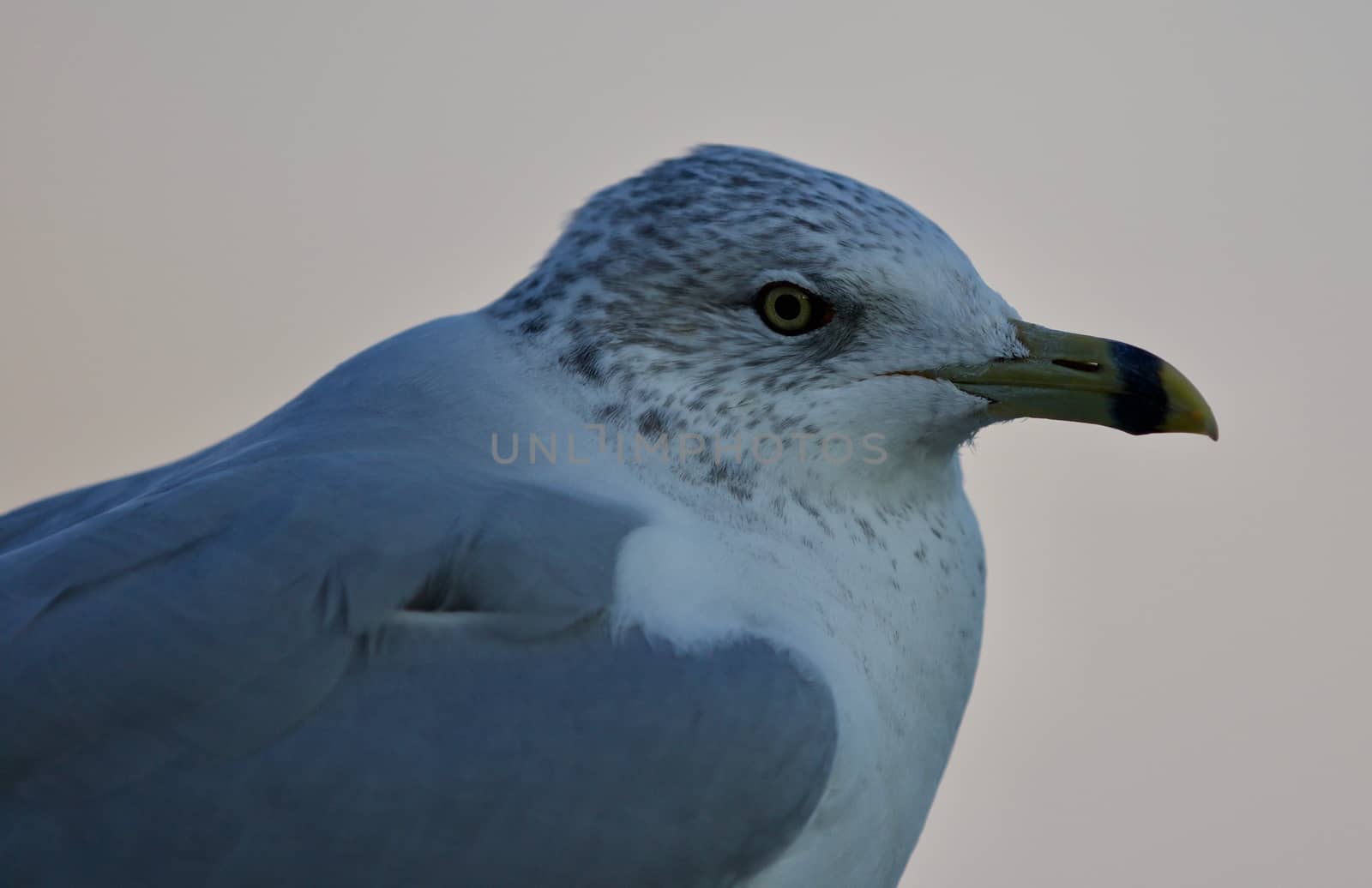 Beautiful isolated image of a cute serious gull by teo