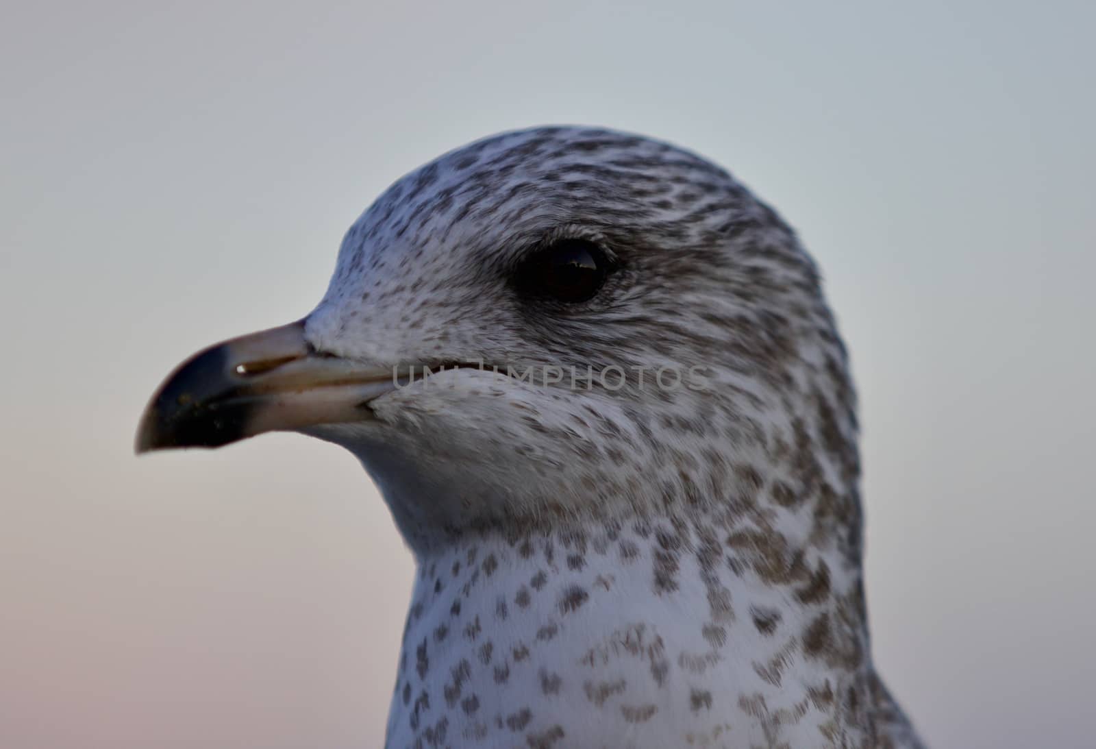 Amazing isolated photo of a cute gull