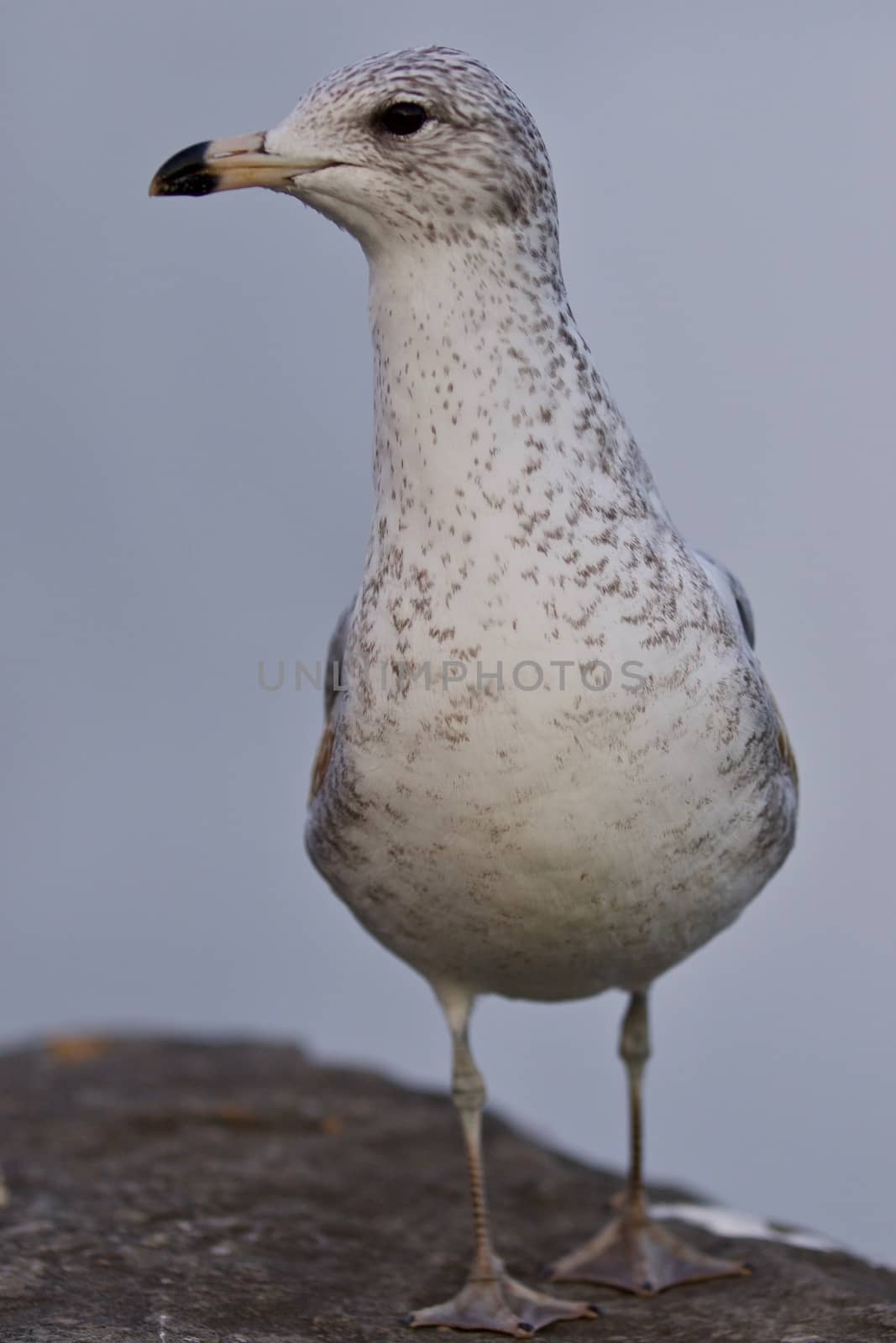 Beautiful photo of a gull standing on a rock by teo