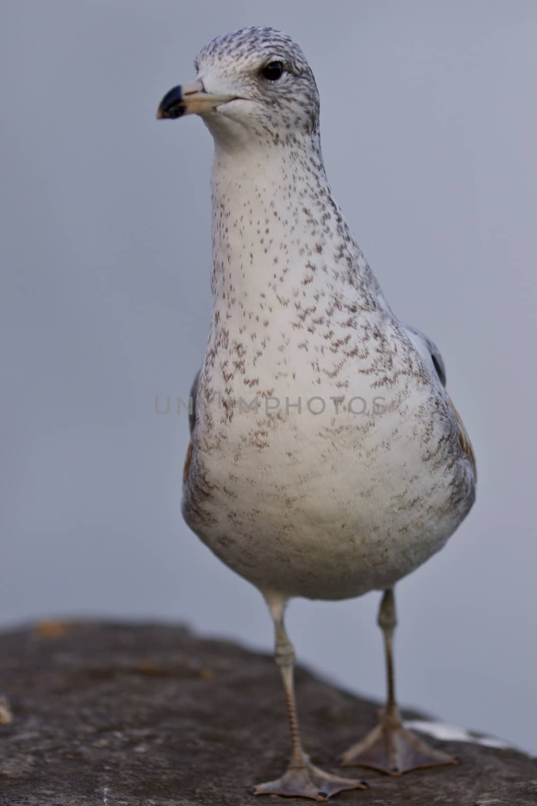 Amazing isolated photo of a cute gull