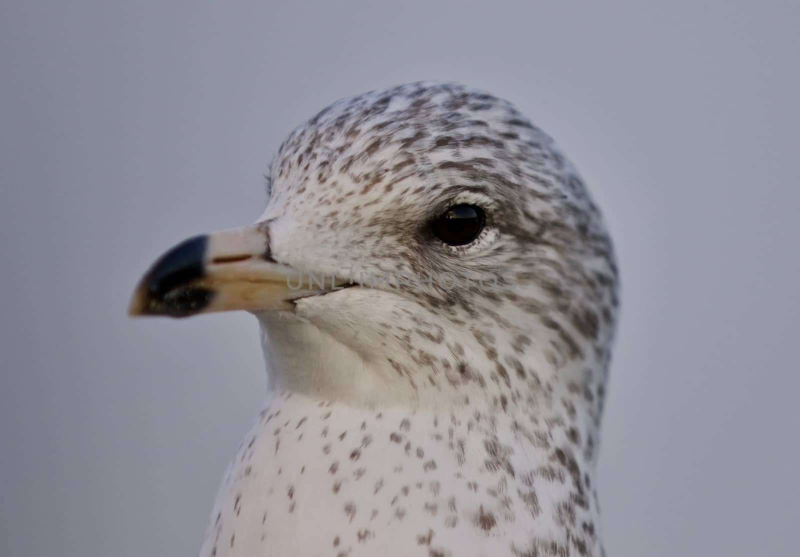 Beautiful isolated picture with a cute funny gull by teo