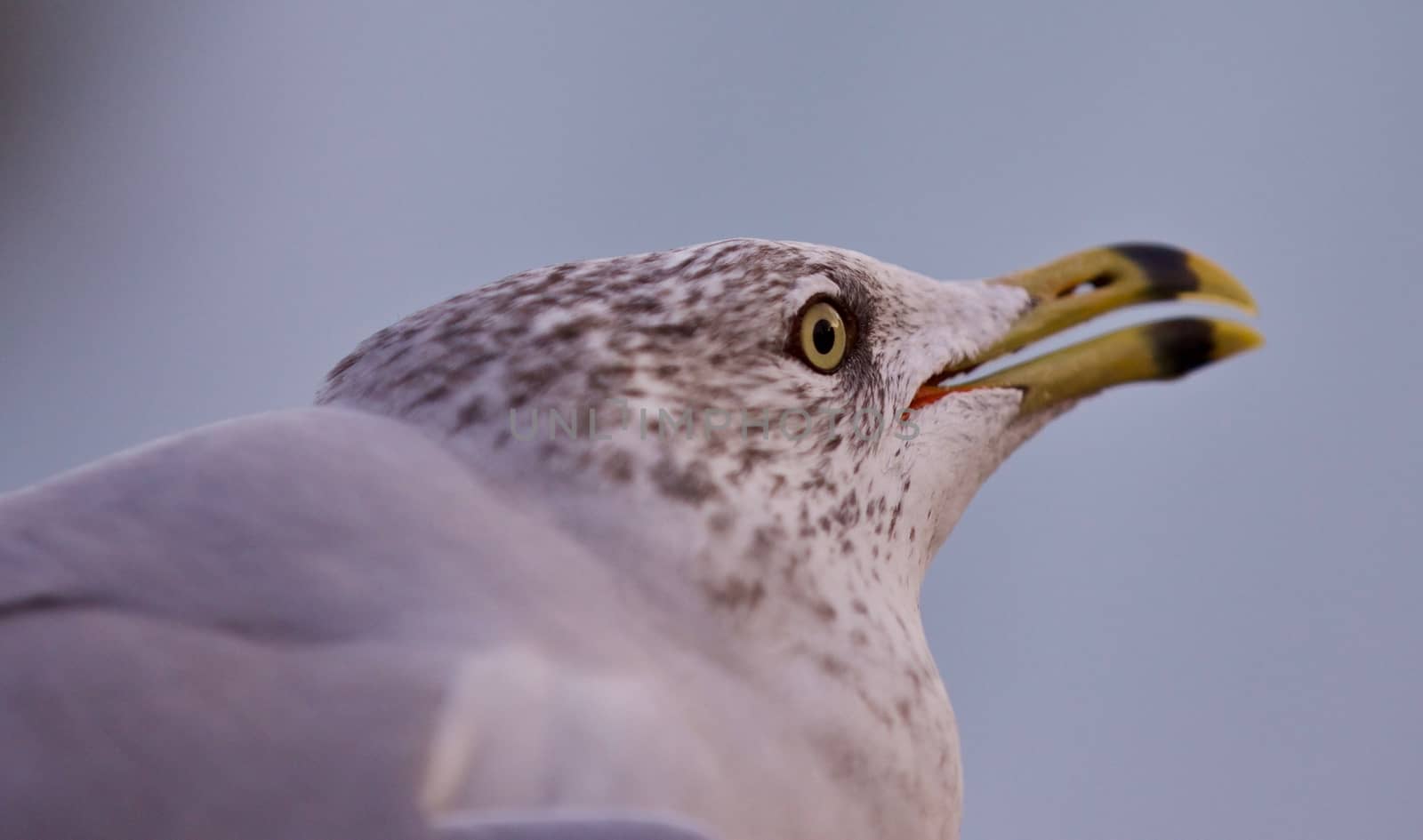 Isolated photo of a scary gull by teo