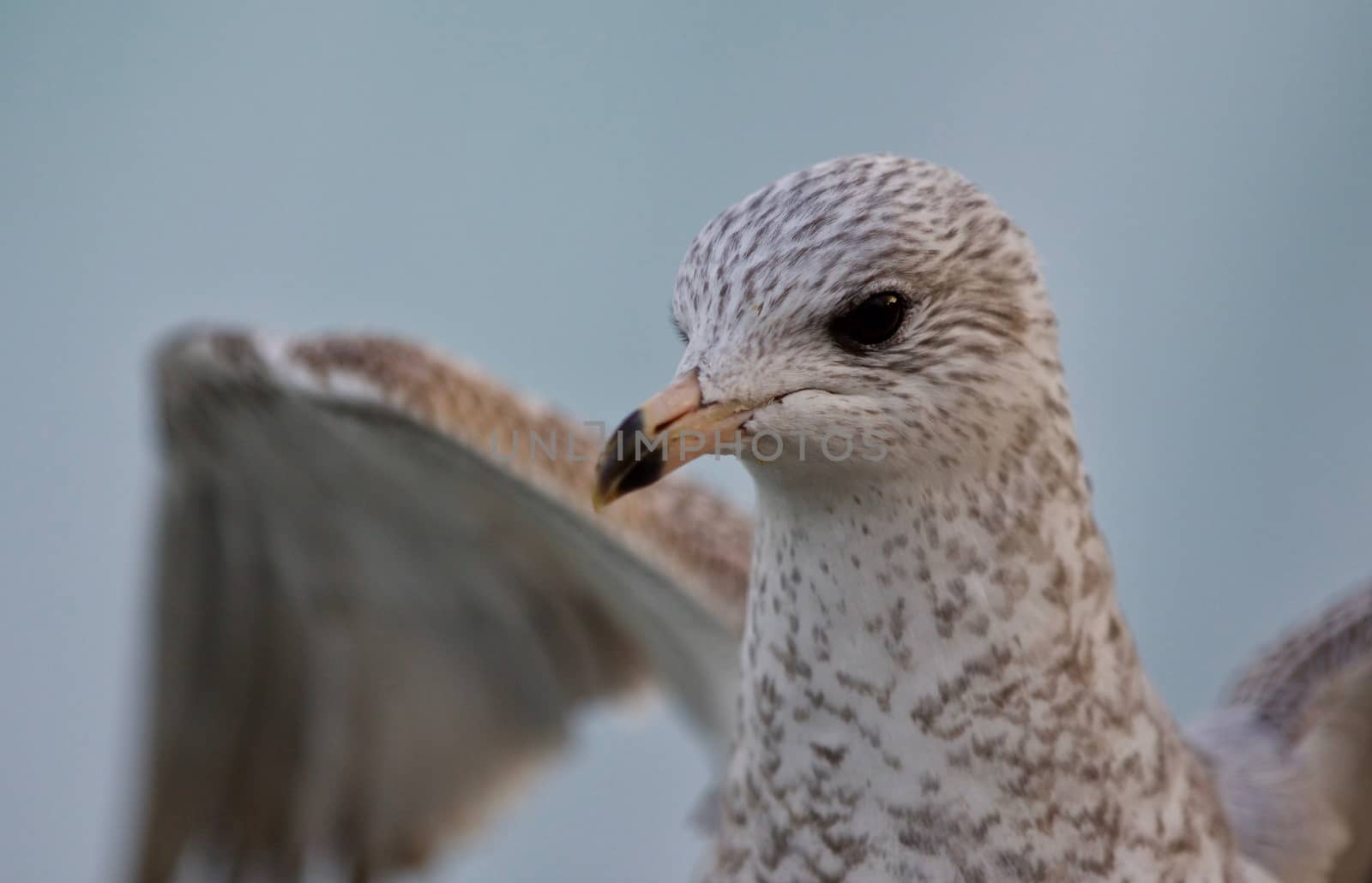 Beautiful photo of a cute gull with the wings opened by teo