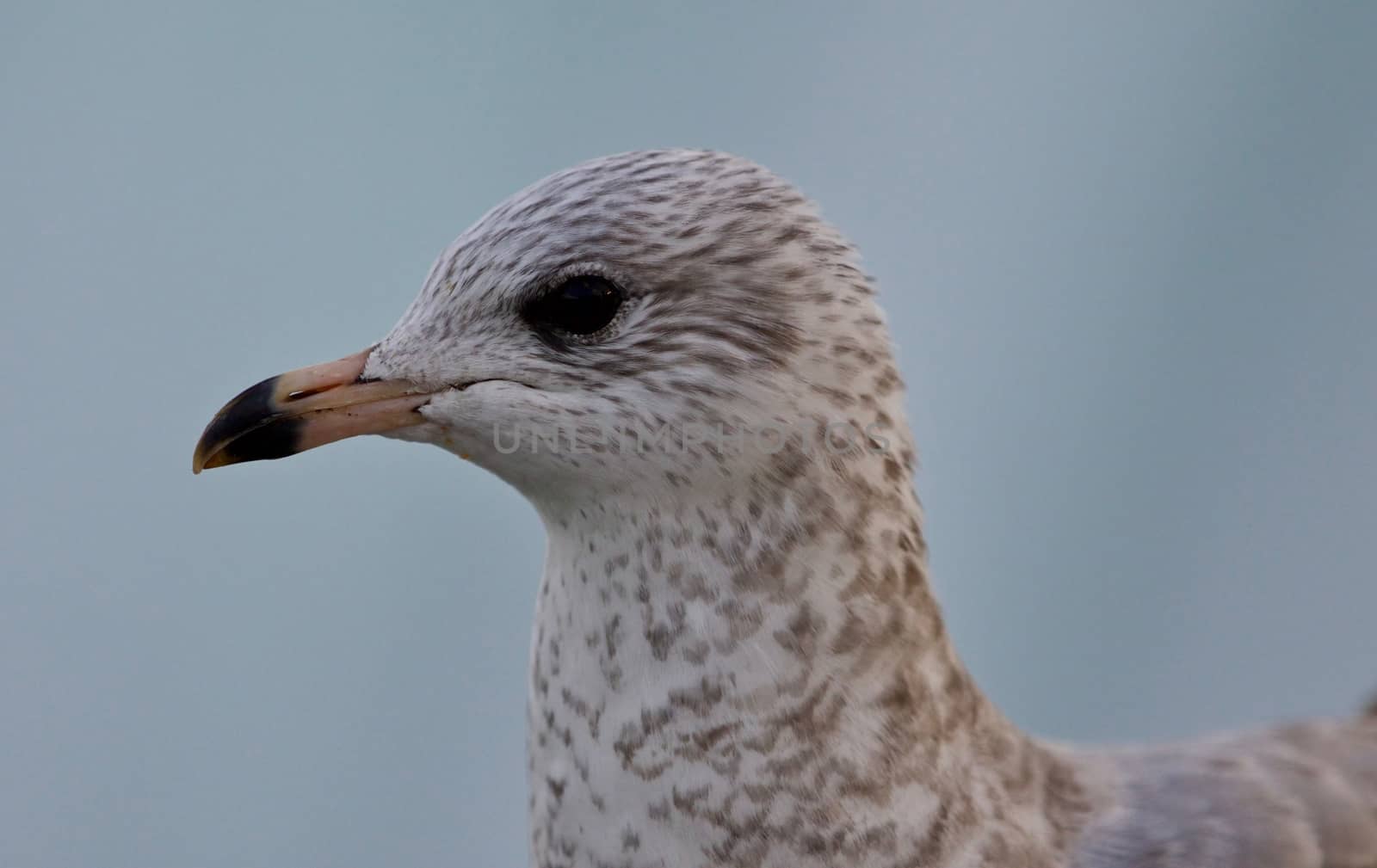 Isolated picture of a cute beautiful gull by teo