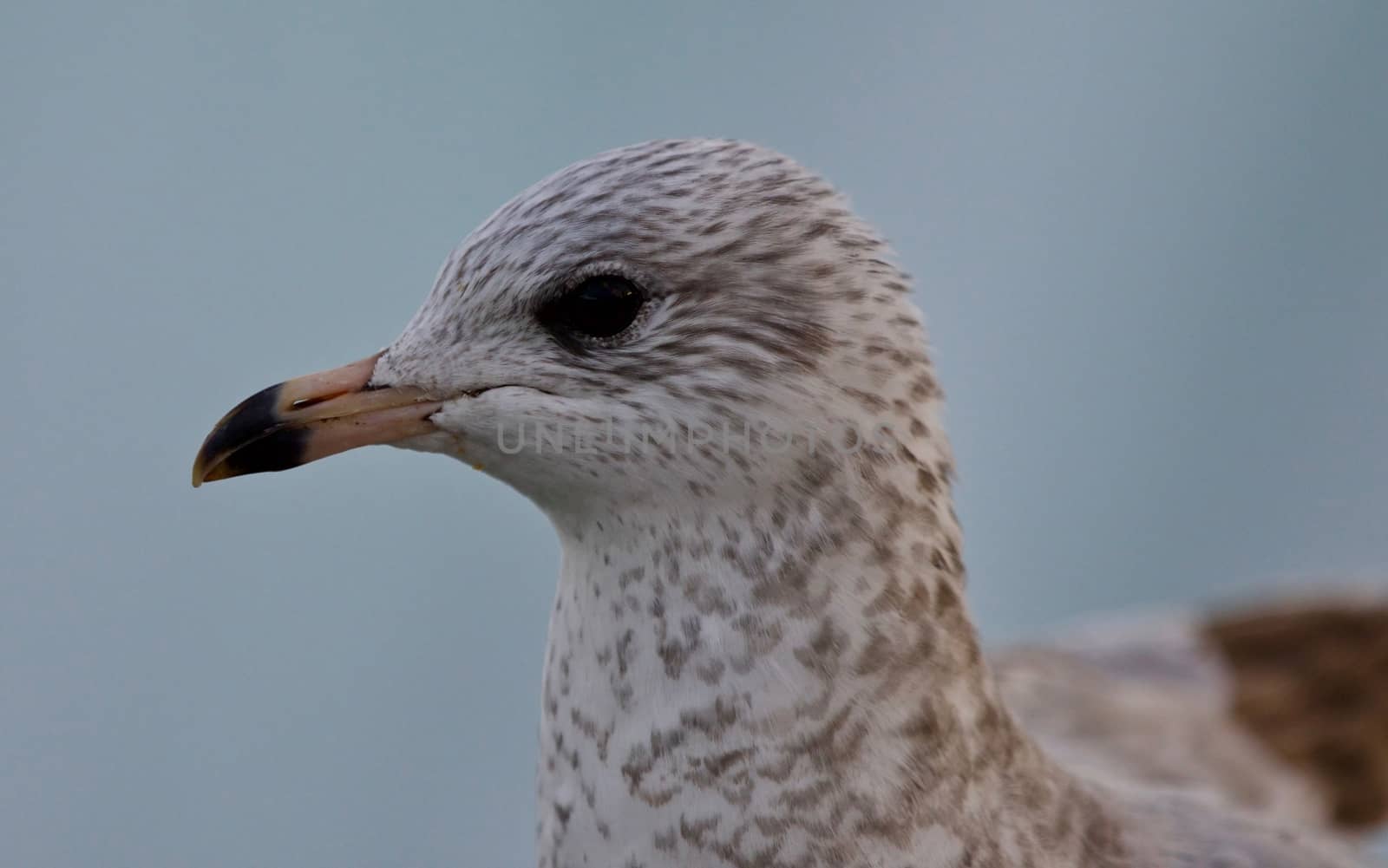 Amazing isolated photo of a cute gull