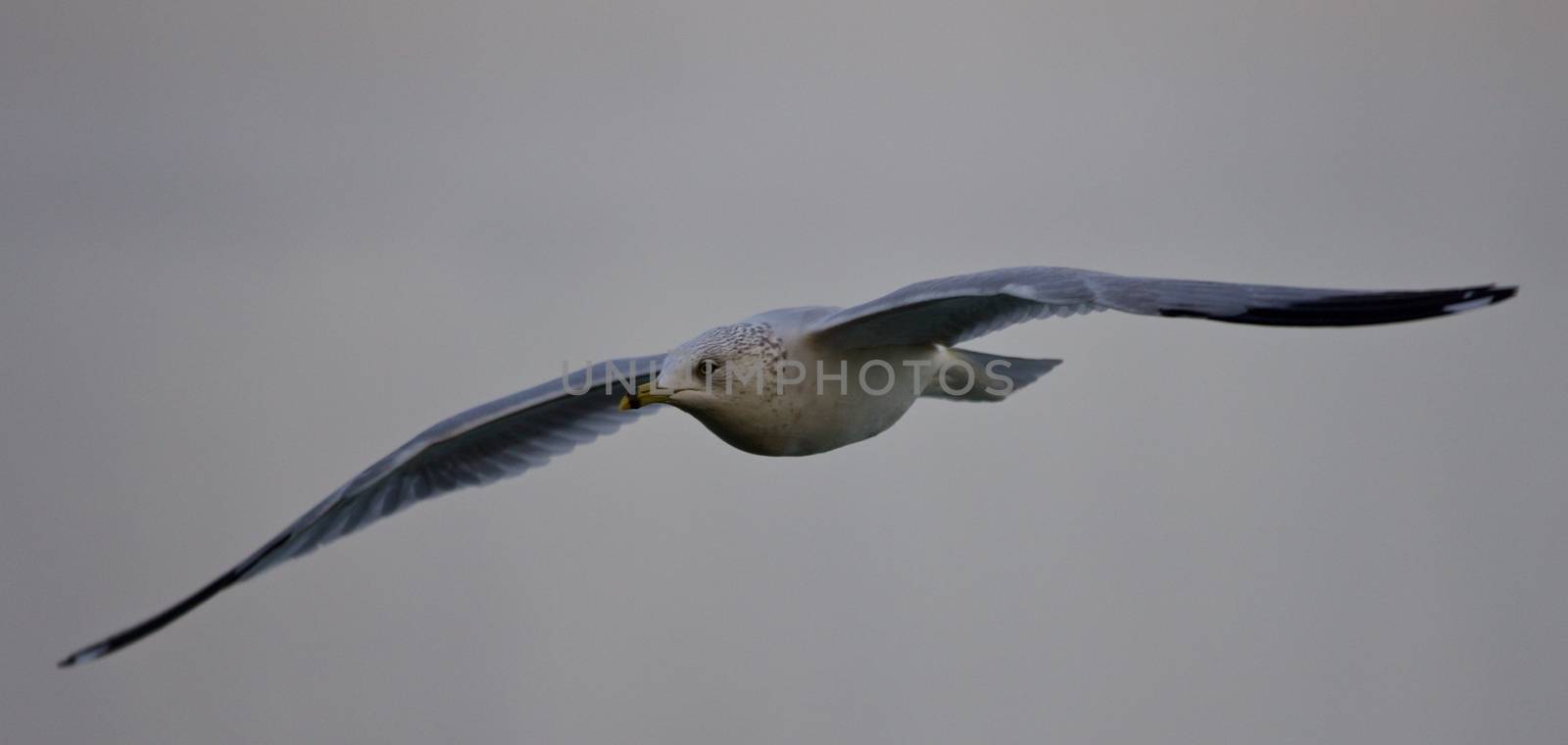 Beautiful isolated photo of a flying gull by teo