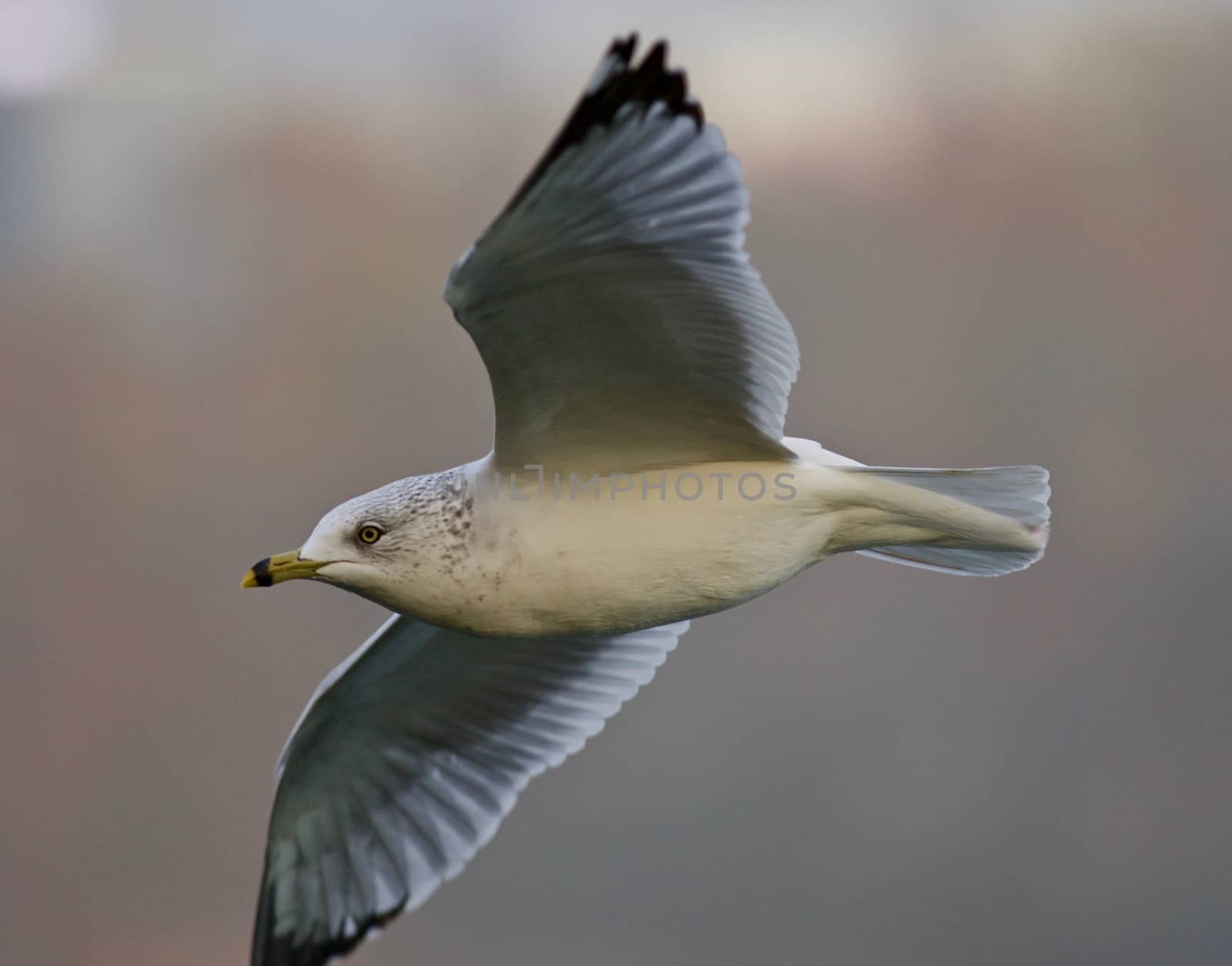 Beautiful image with a gull in flight by teo