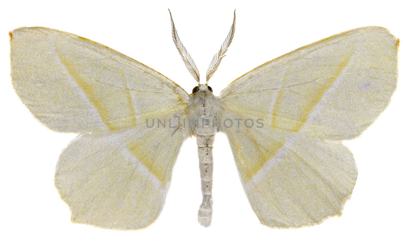 Light Emerald on white Background  -  Campaea margaritata  (Linnaeus, 1767)