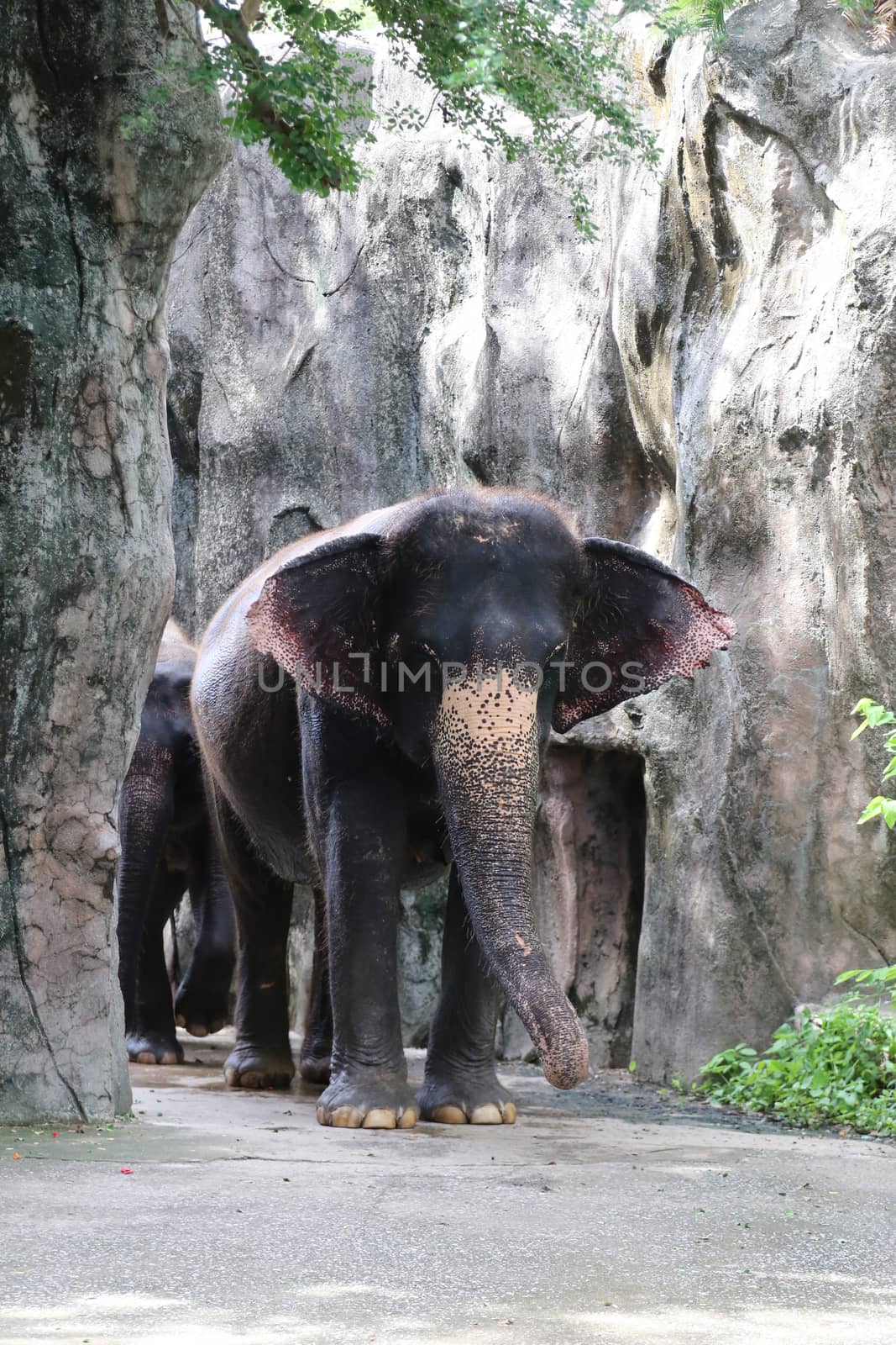 Thai elephant show