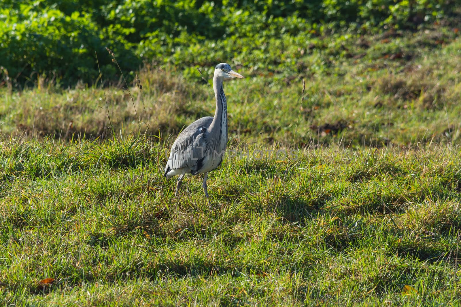 Heron, great grey Heron in the grass by the lake