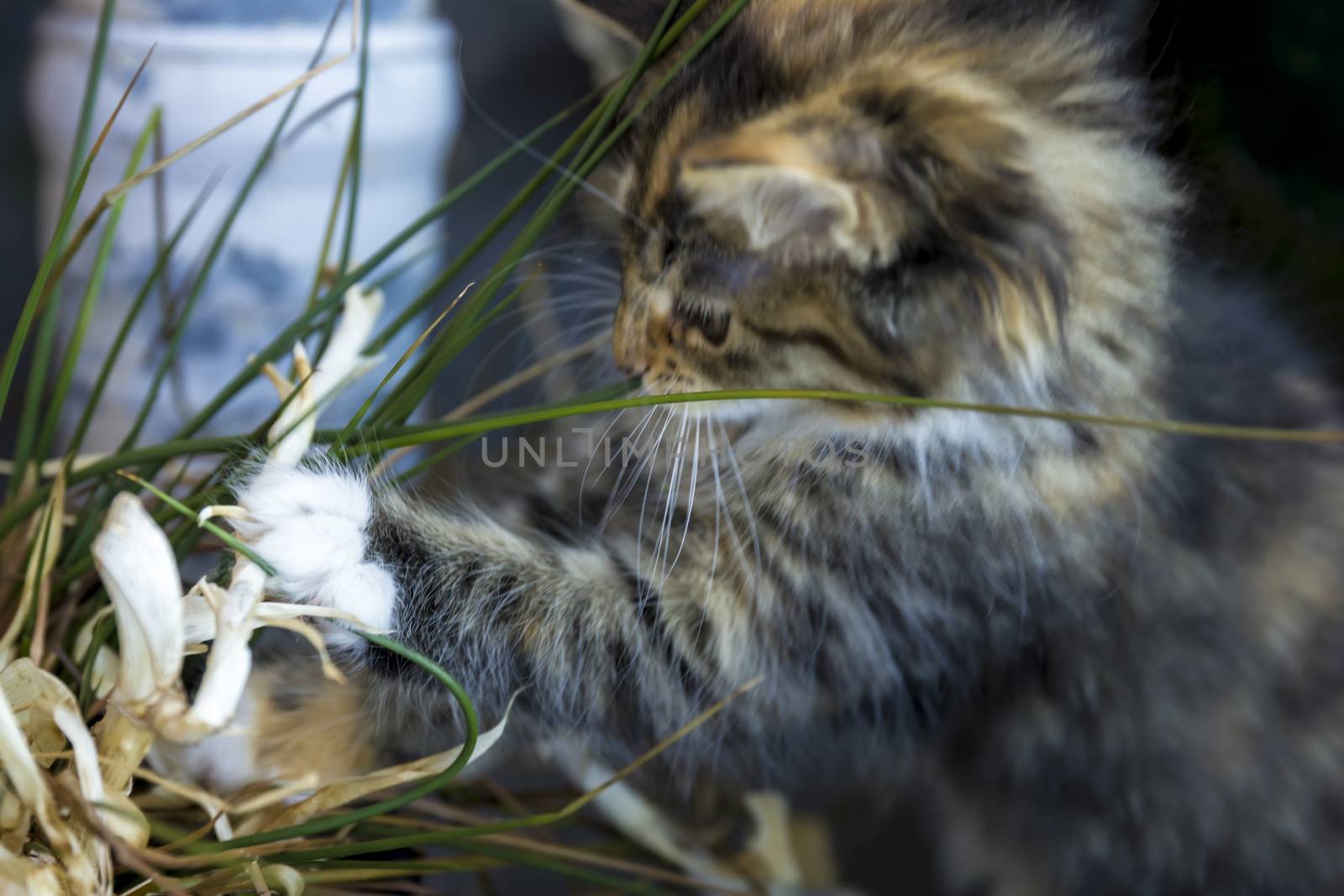 Maine Coon kitten playing with plant by Tetyana