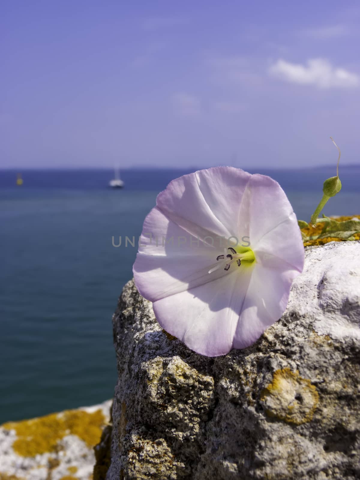 White flower in the rock at sea background