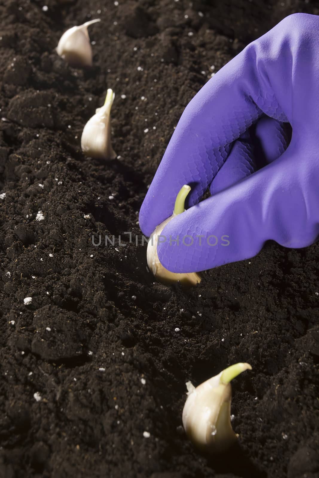 Garlic is planted in the ground by VIPDesignUSA