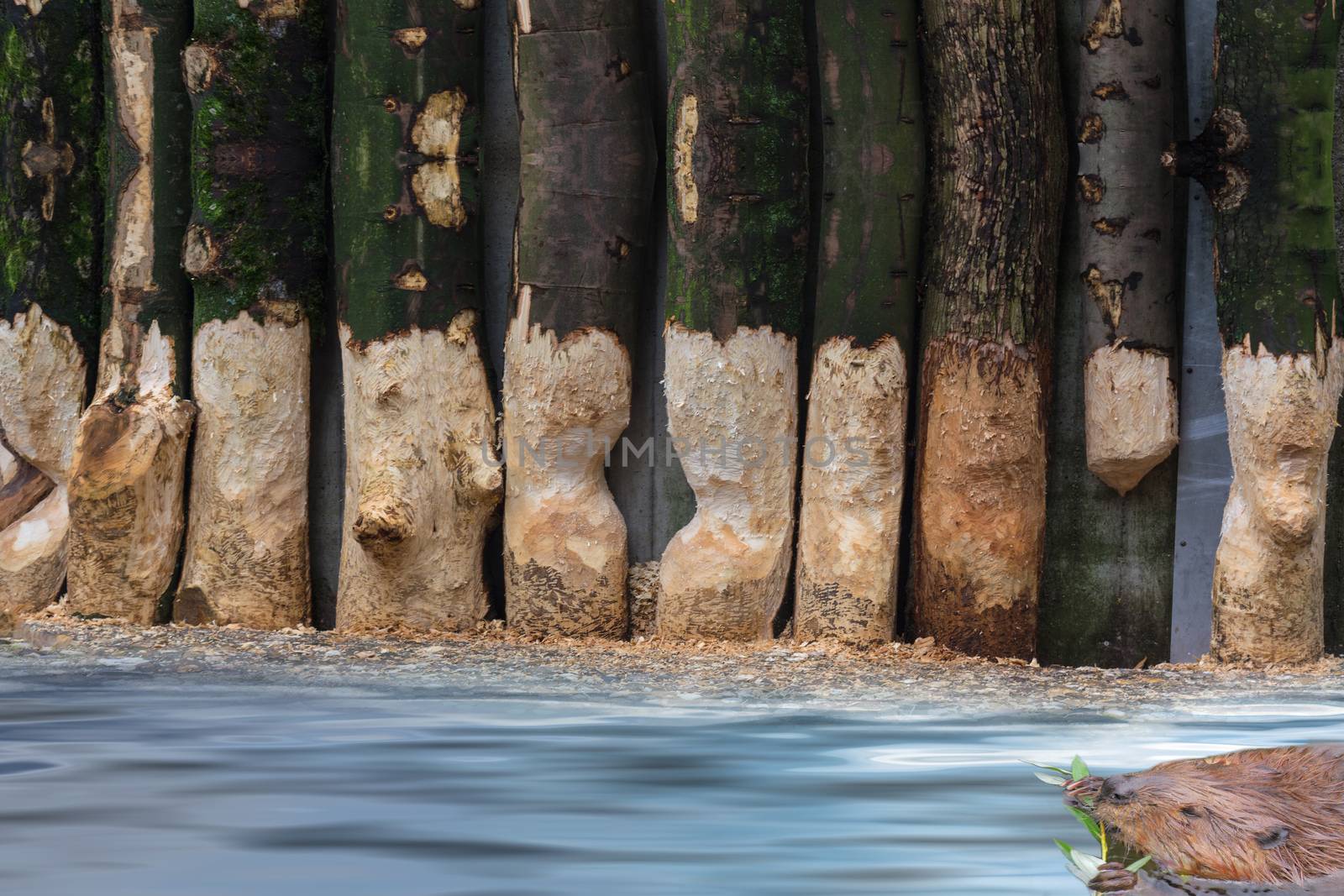 Focus on background. From Beaver gnawed tree trunks. Beaver at food intake swims in a lake.