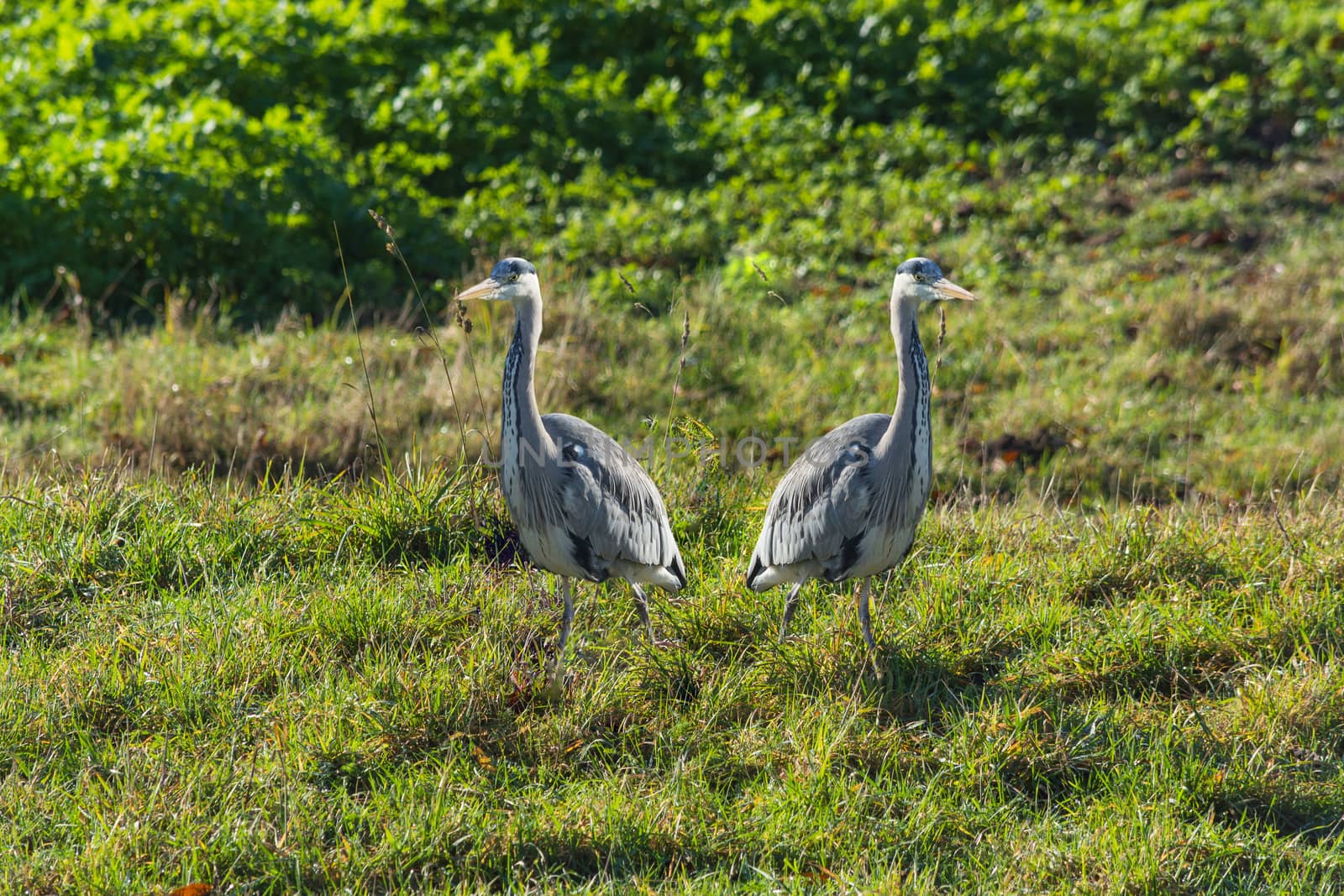 Heron, great grey Heron in the grass by the lake