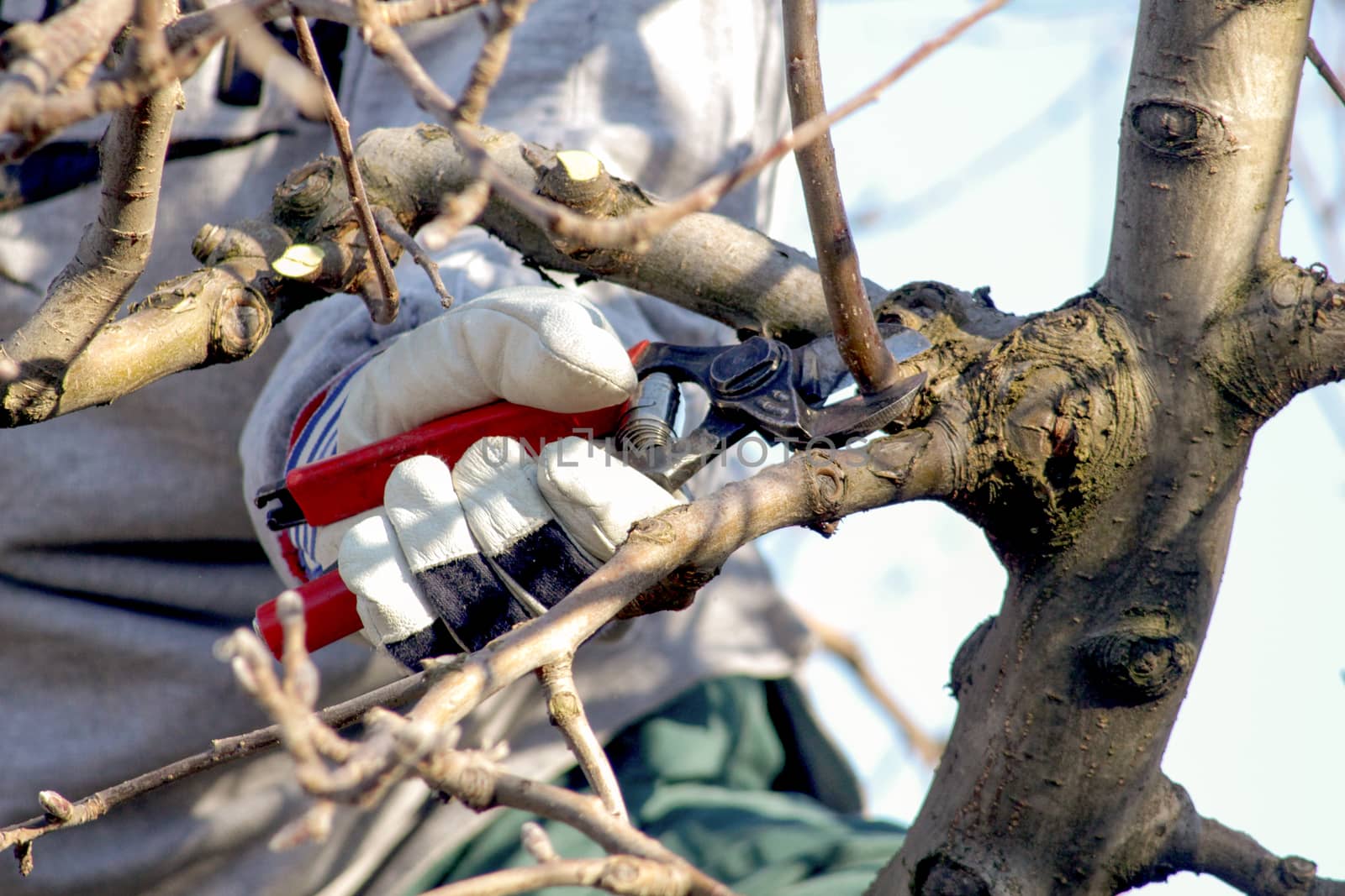 Pruning apple tree by nehru