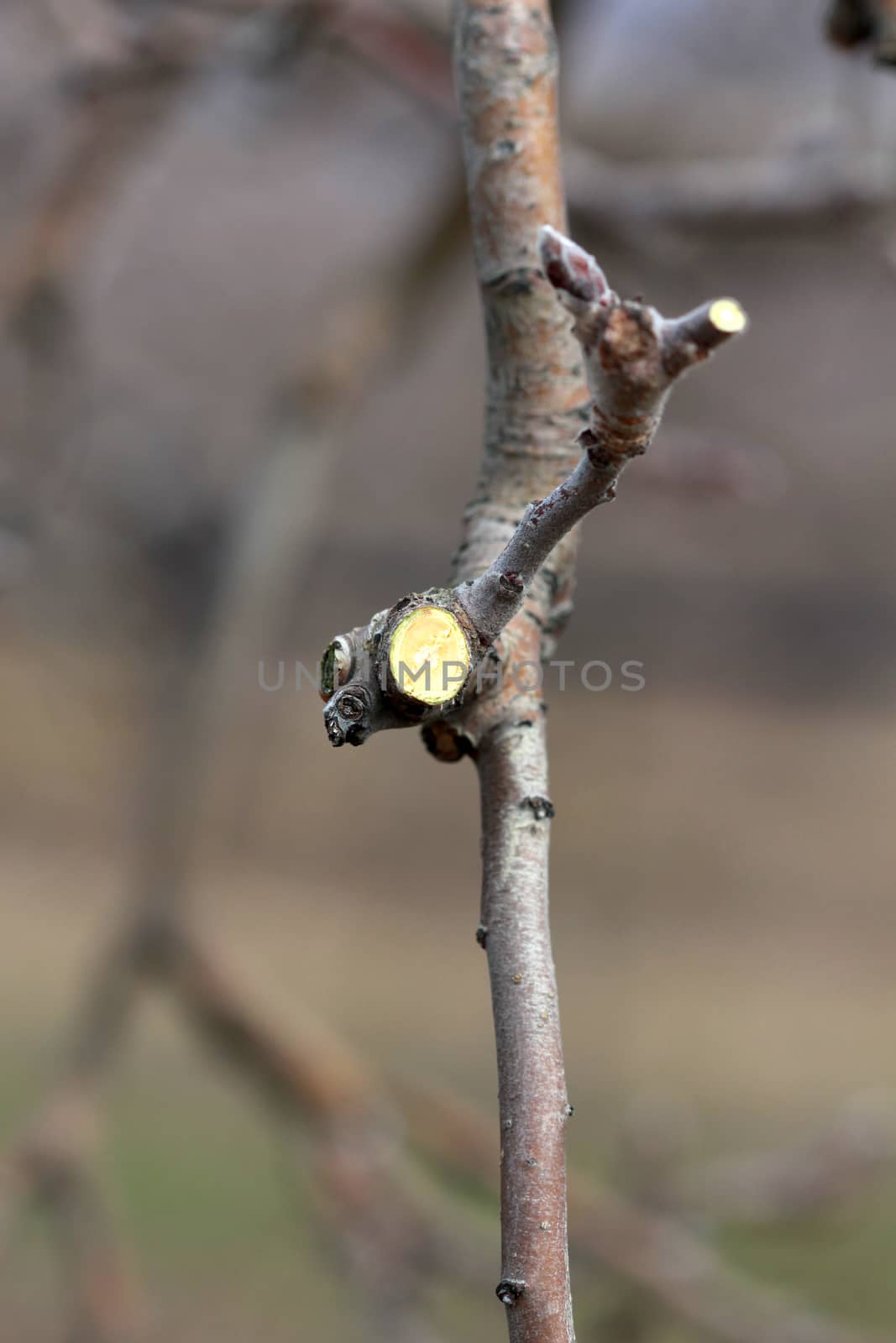 image of a Pruned apple twig and bud in march