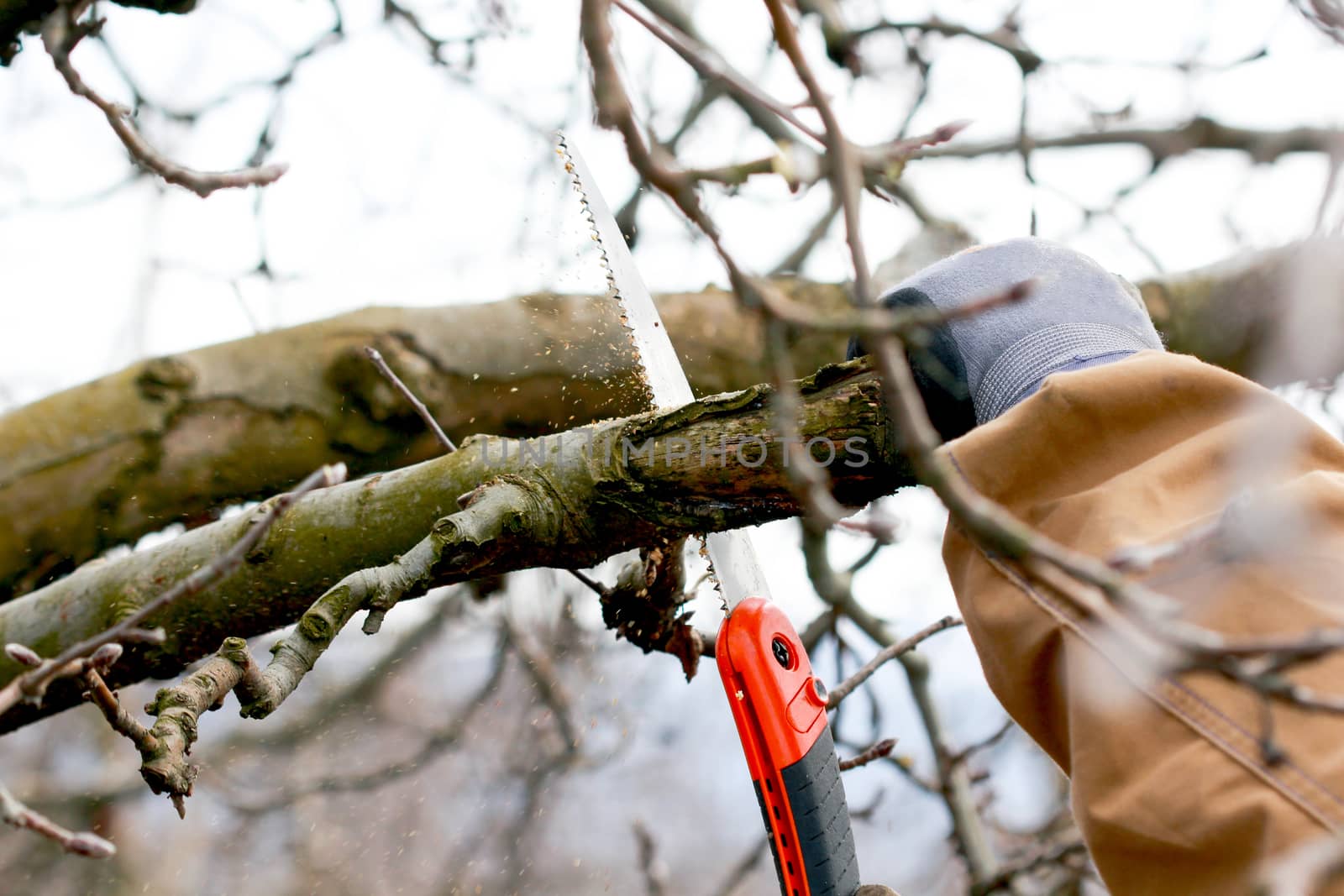 image of a Pruning apple tree in march