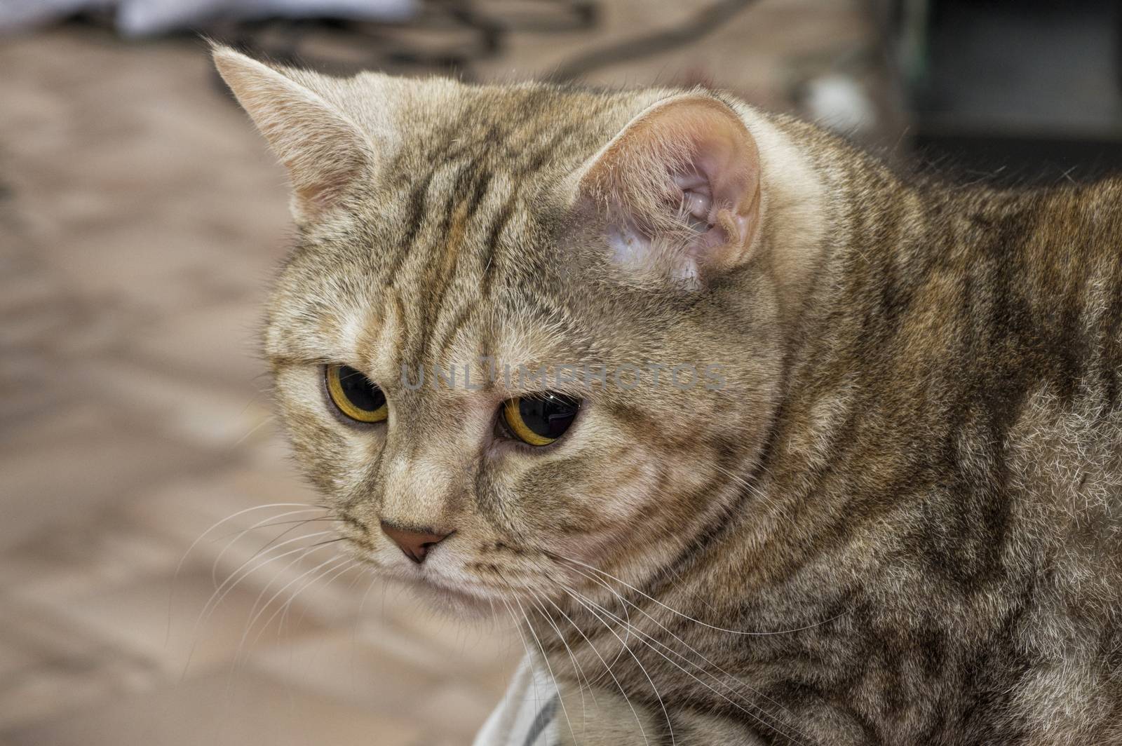 Young British cat rusty coloring looks at the camera close-up