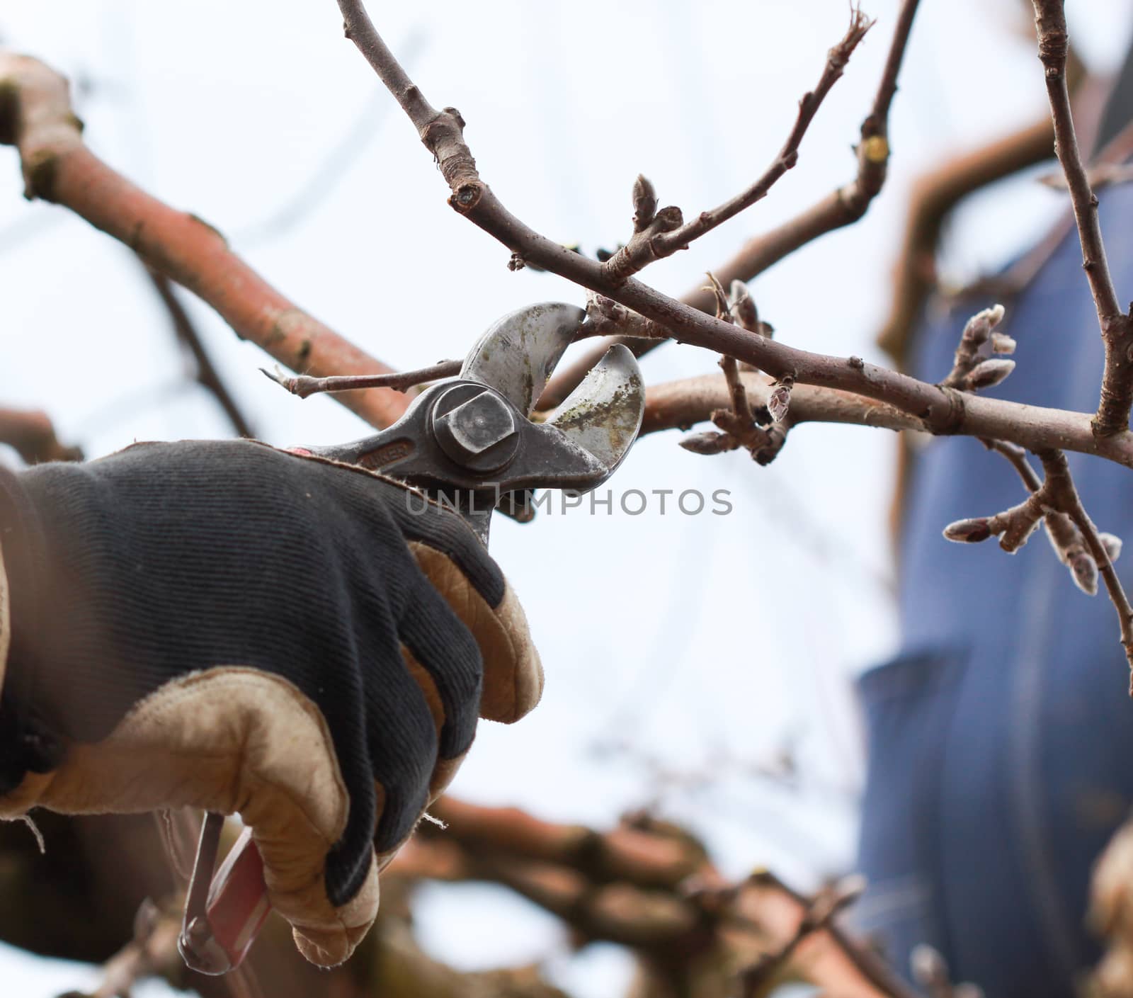 image of a Pruning apple tree in march