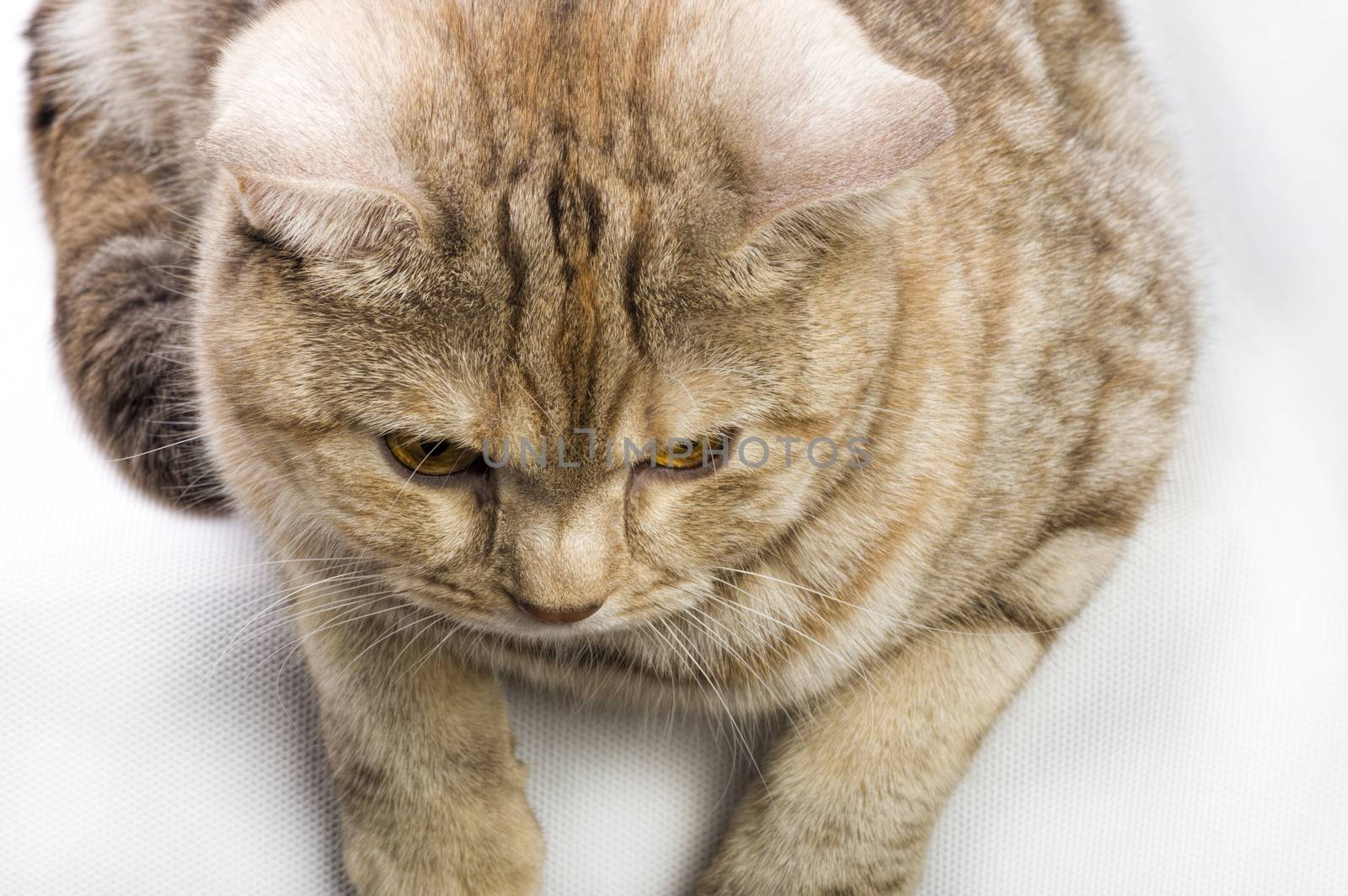 Young British cat rusty coloring looks at the camera close-up