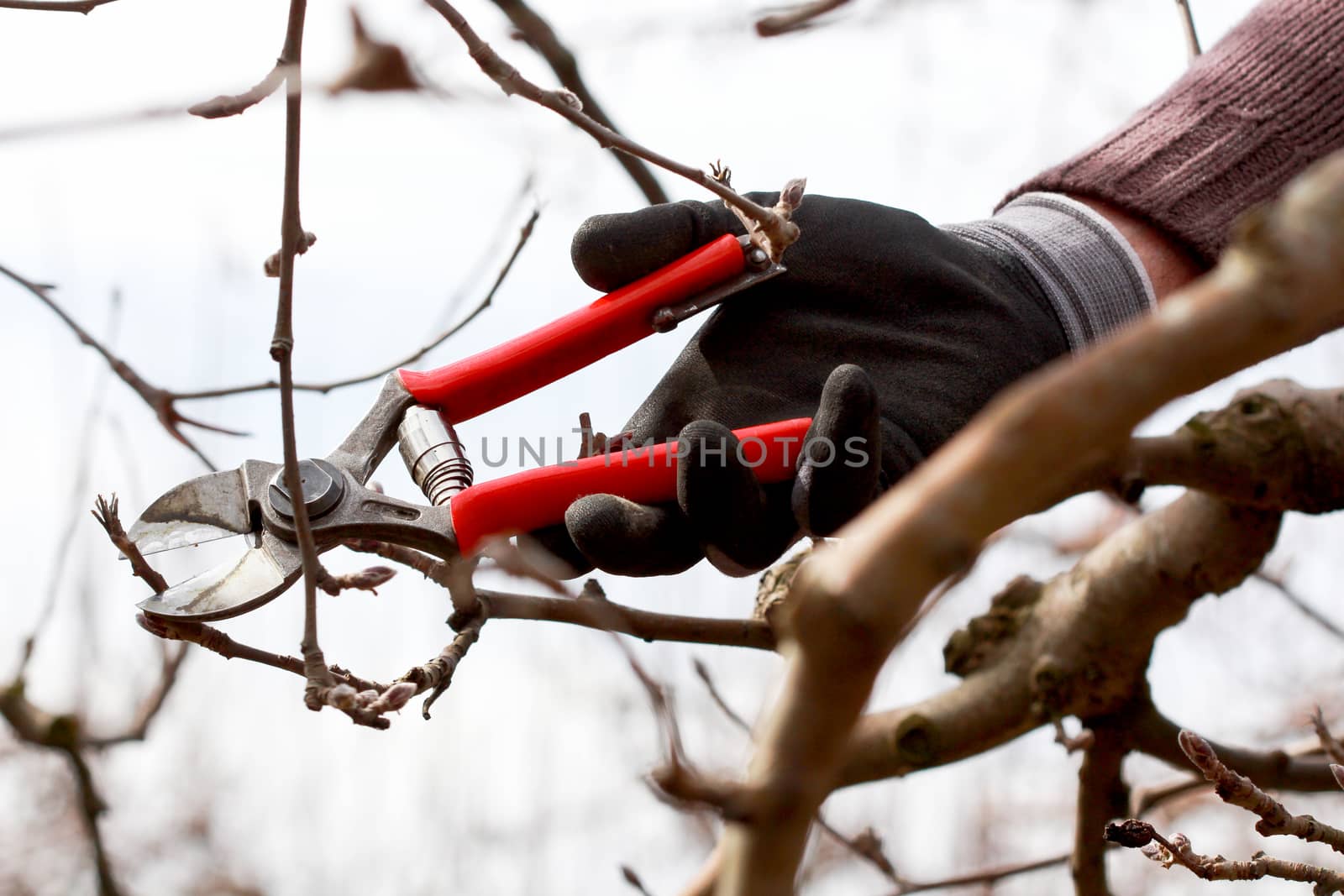 image of a Pruning apple tree in march