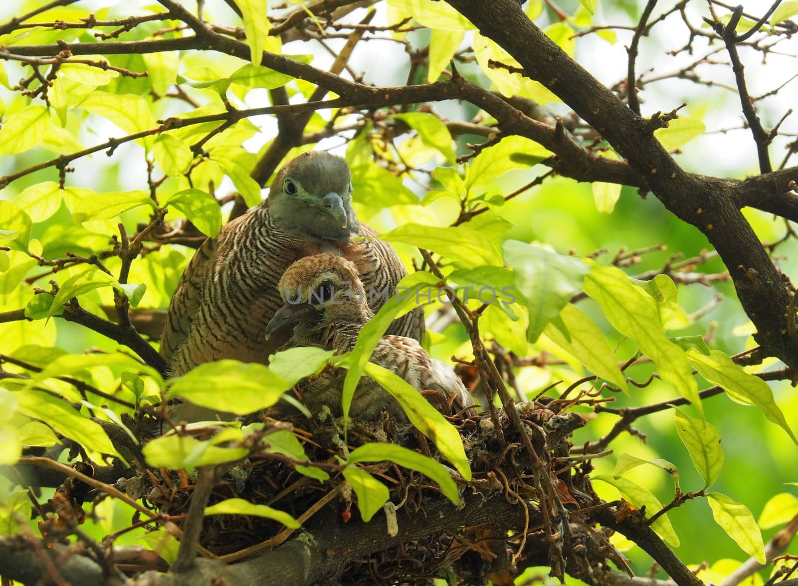 Two Birds In Bird's Nest, Baby Bird With Mother by WernBkk