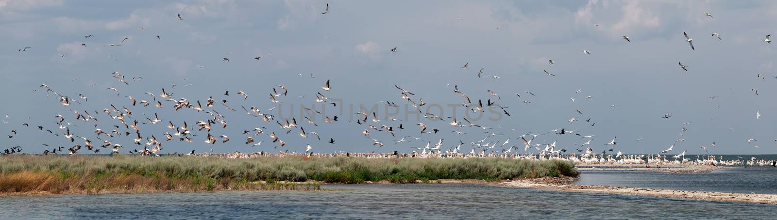 flock of pink pelicans fly over the water