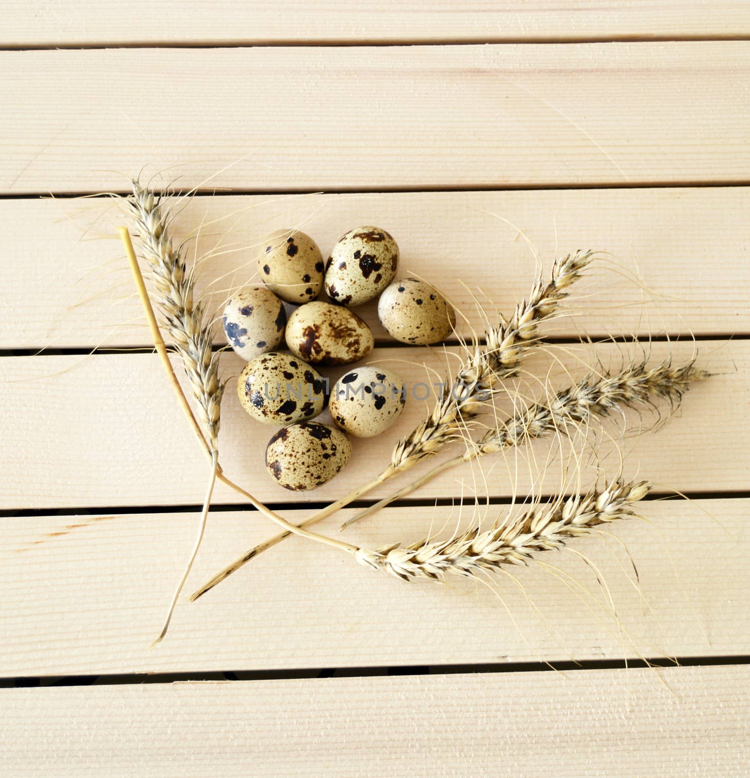 Quail and chicken eggs side by side, quail eggs, pictures of quail and chicken eggs in dry grass,pictures of eggs in quail's nest, chicken and quail's eggs, eggs in the most beautiful bird's nest