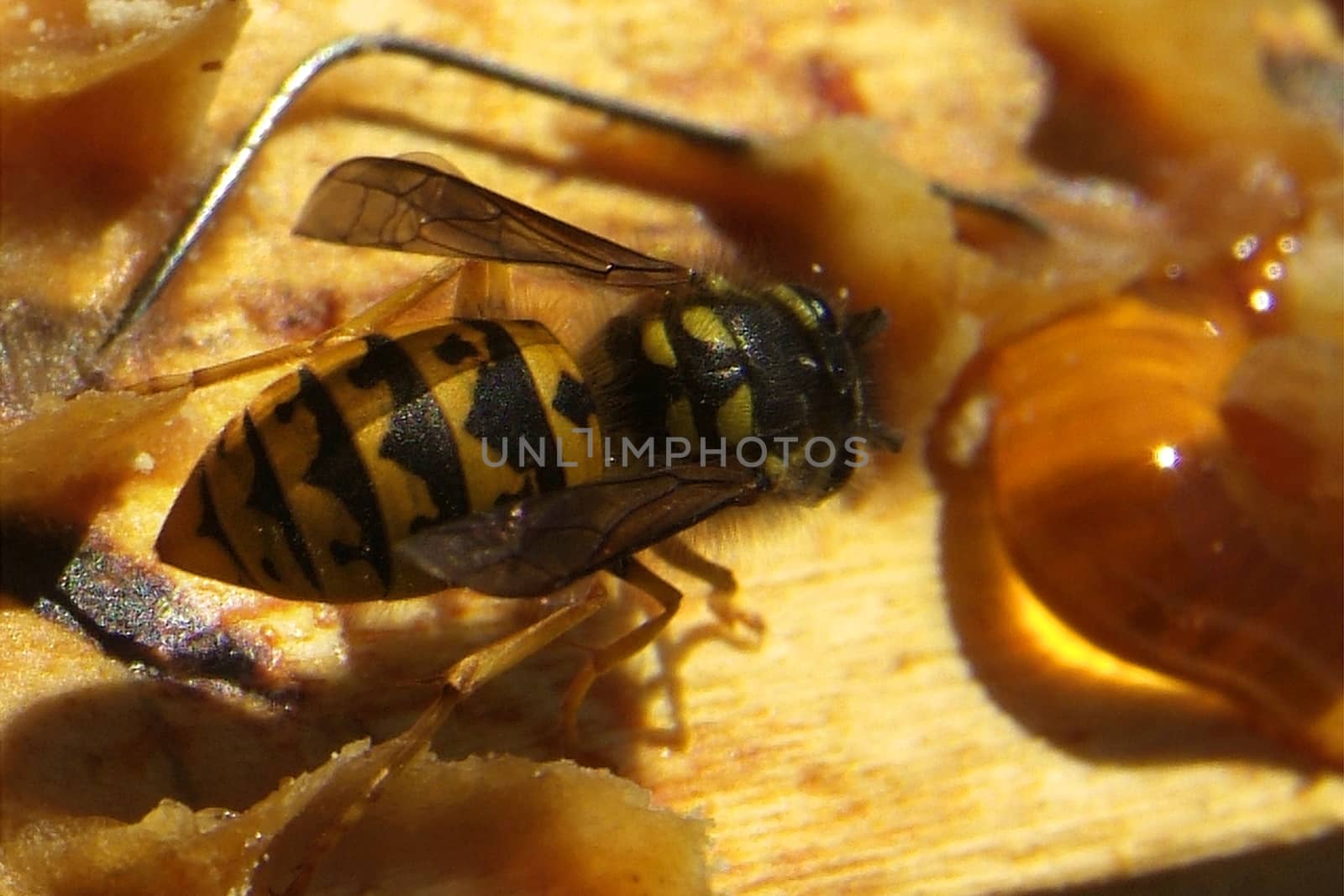 Environment in which they live and produce honey our bees friends