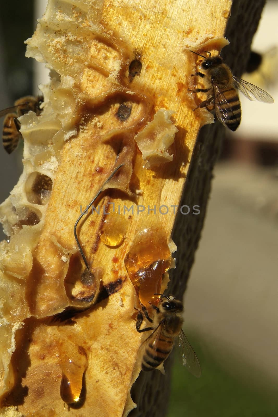 Environment in which they live and produce honey our bees friends