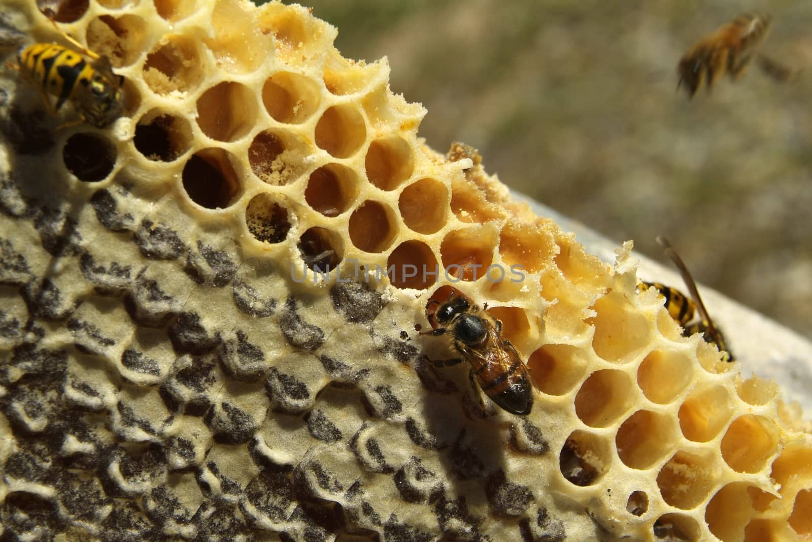 Environment in which they live and produce honey our bees friends