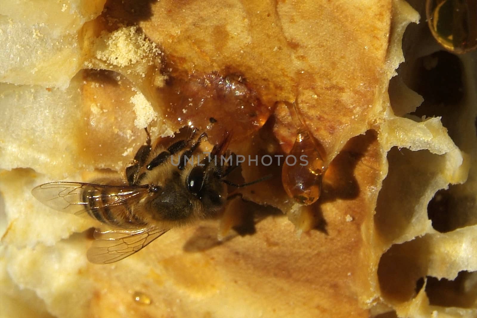 fresh honey in comb texture by romeocharly