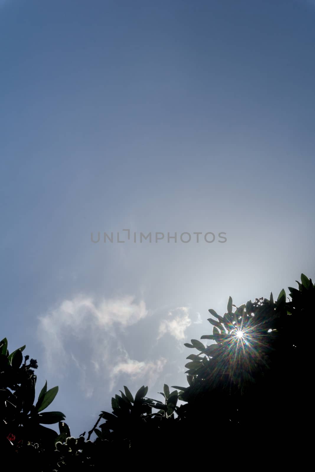 Lens flare through tree silhouette against blue sky by brians101