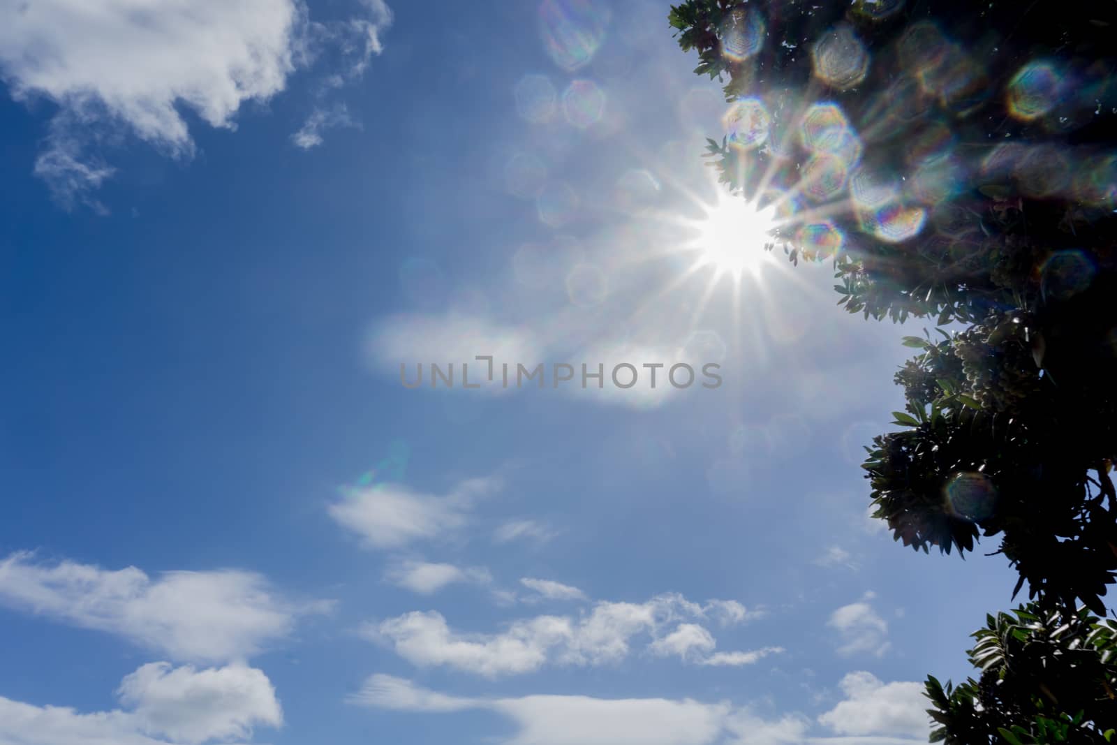 Lens flare through tree silhouette against blue sky