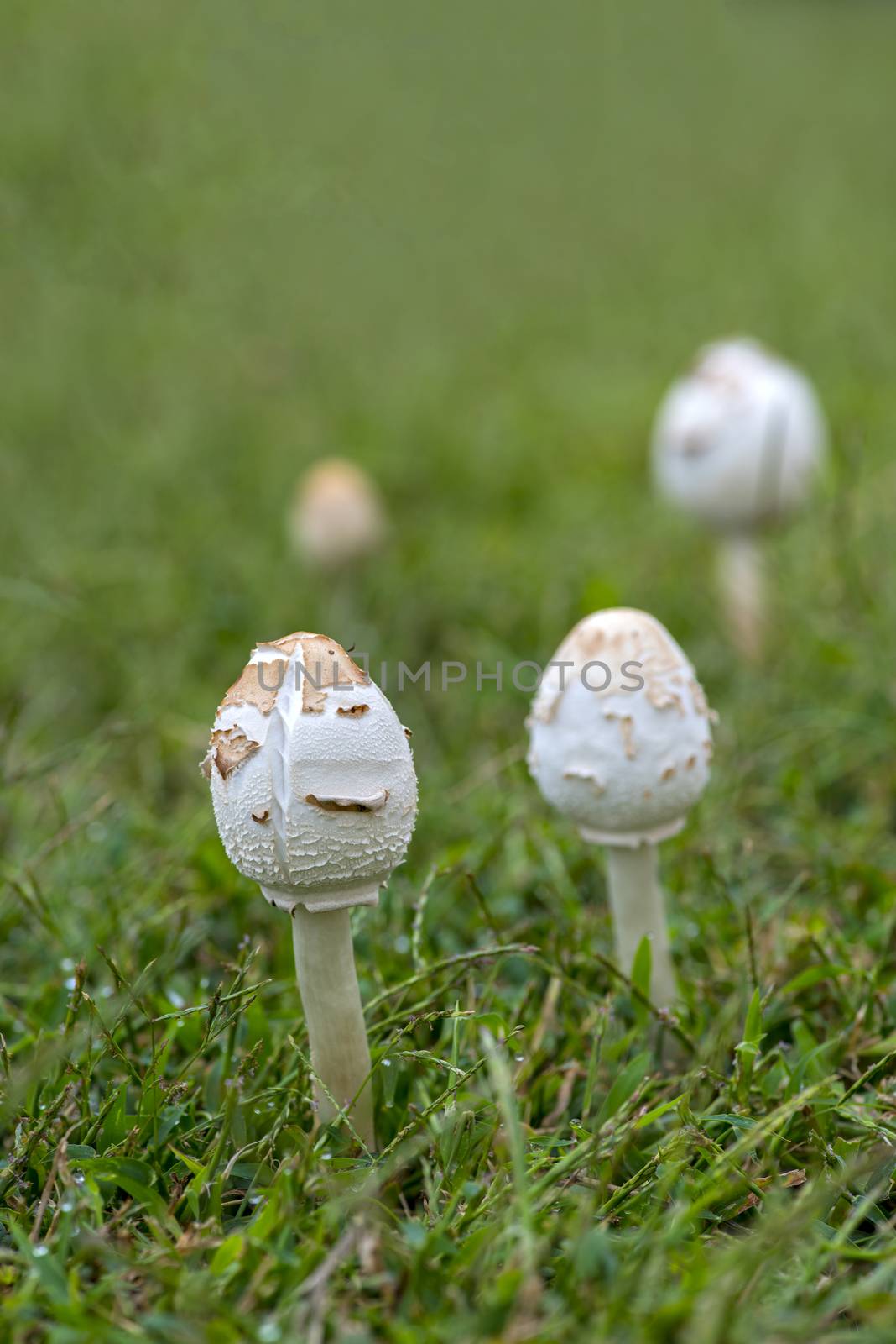 mushroom by pazham