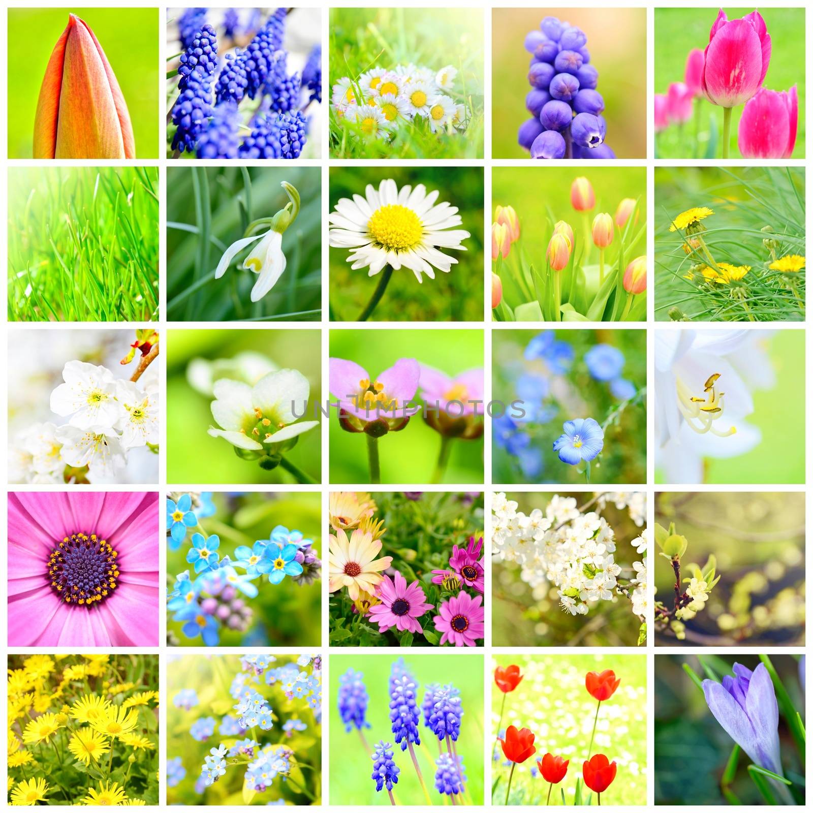 Spring flower collage by hamik