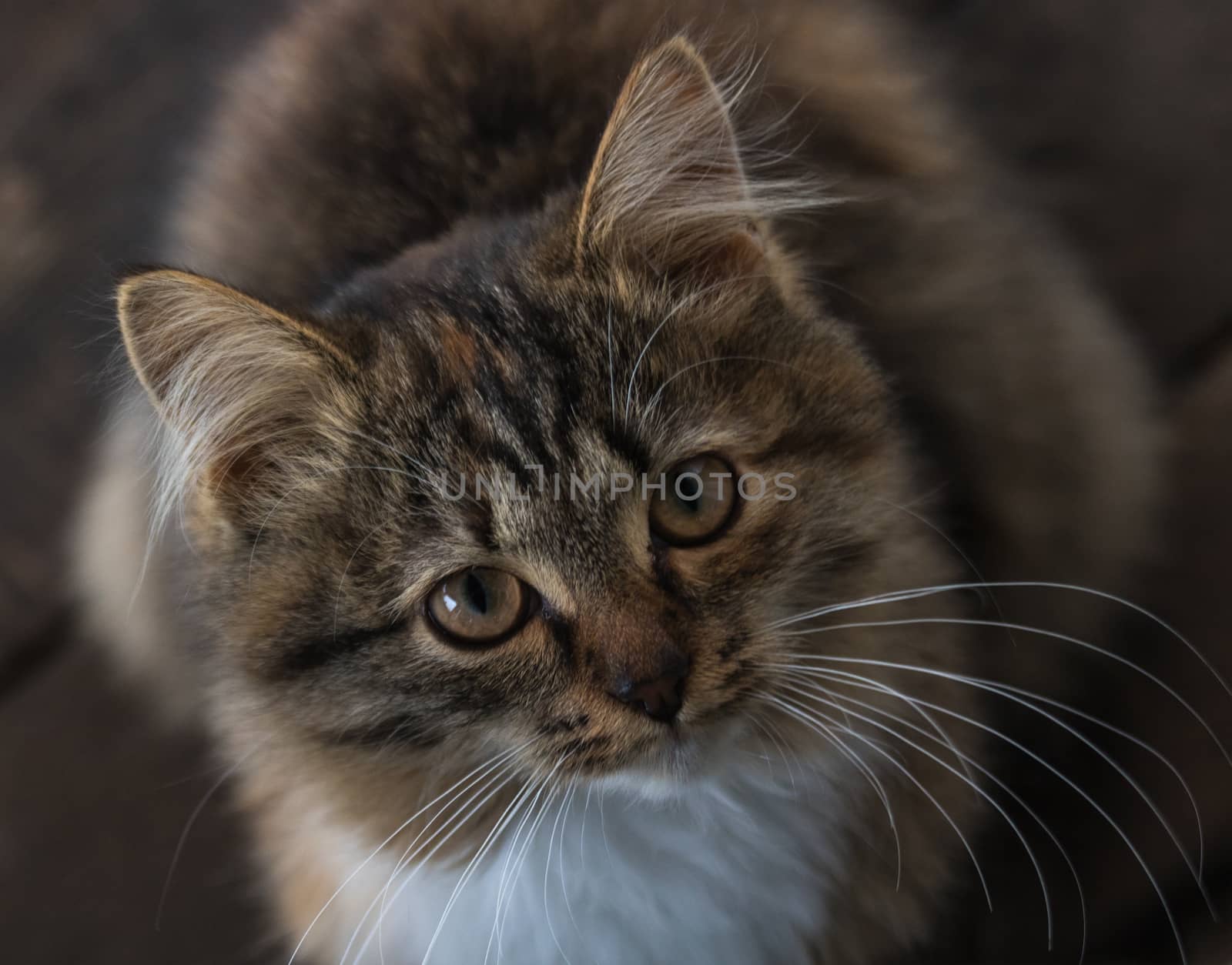 Brown kitten looking up sitting on the wooden floor