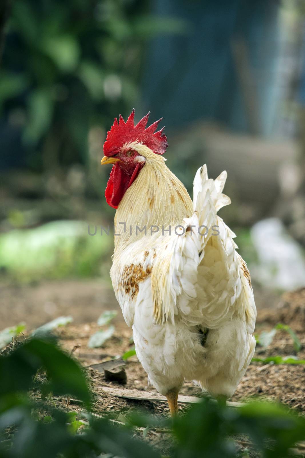 Image of a chicken on nature background. Farm animals.