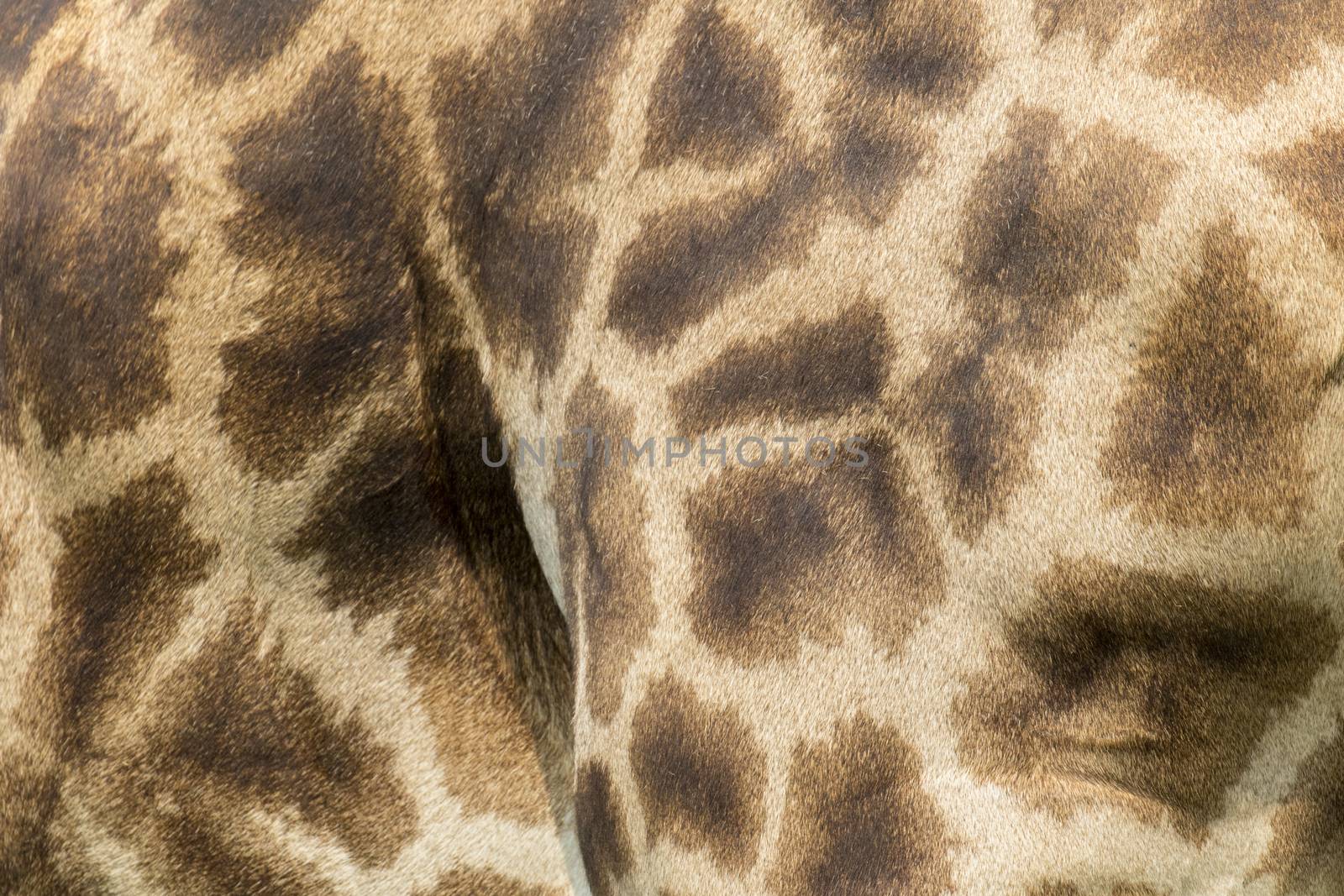 Genuine leather skin of giraffe with light and dark brown spots. by yod67