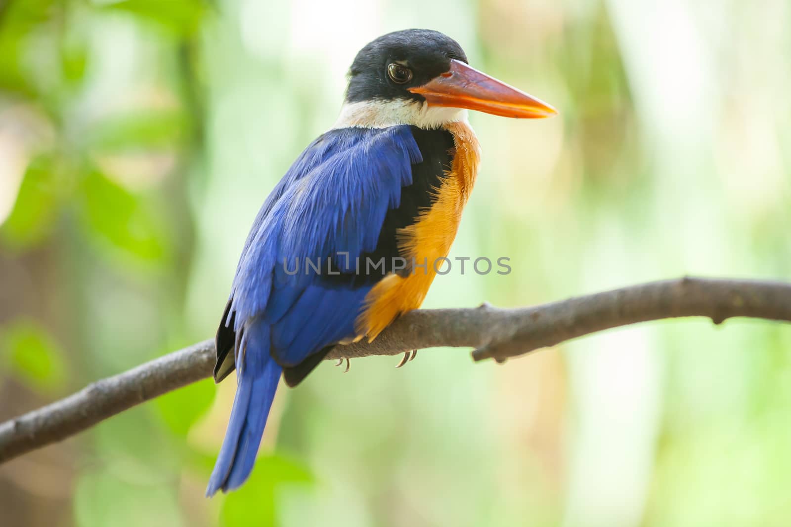 Beautiful blue Kingfisher bird sitting on a branch