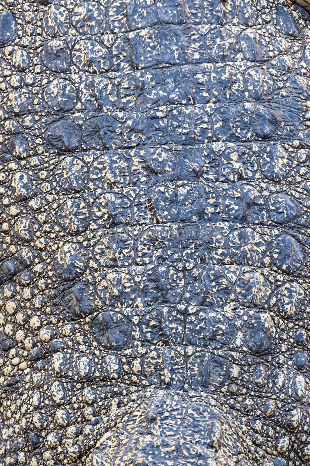 Close up of Crocodile skin texture