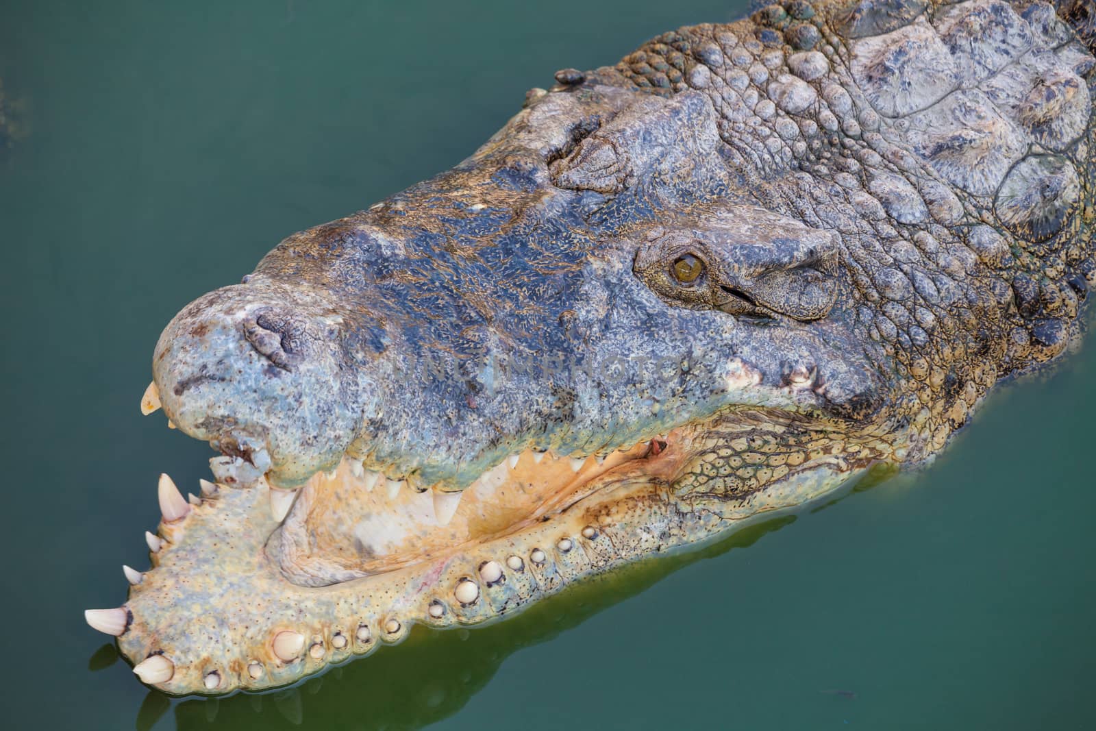 crocodile with open mouth resting in water
