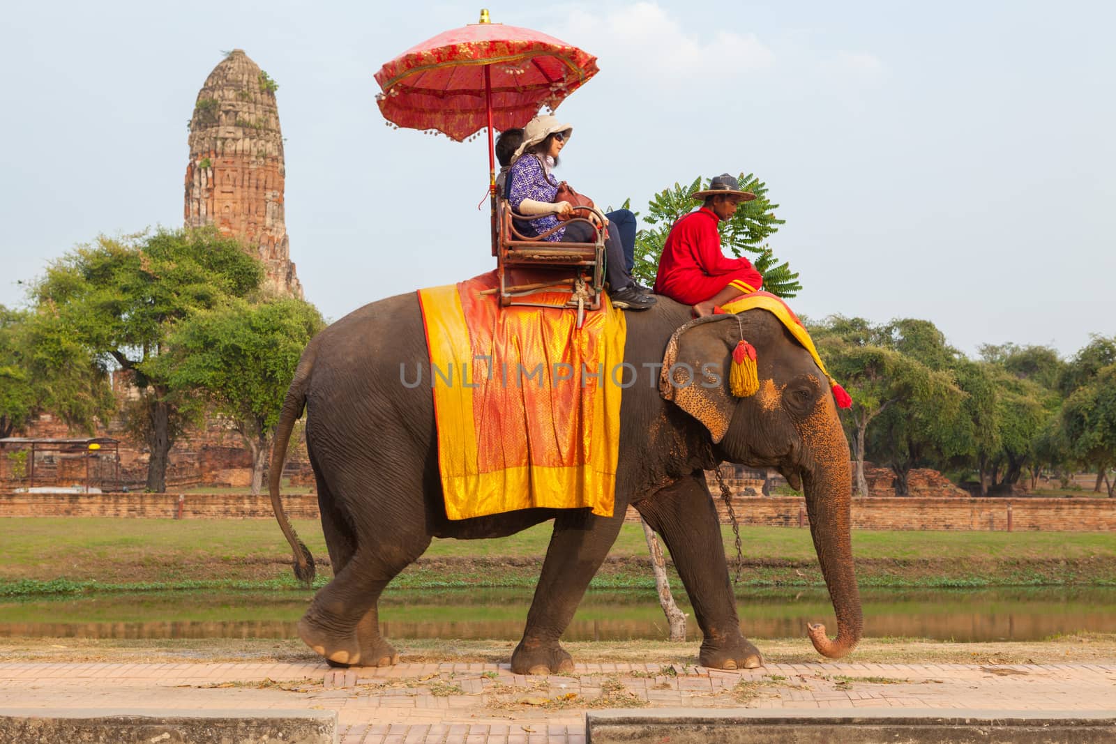 AYUTTHAYA - DECEMBER 14, 2014:Elephant is walking at a scenic ro by witthaya